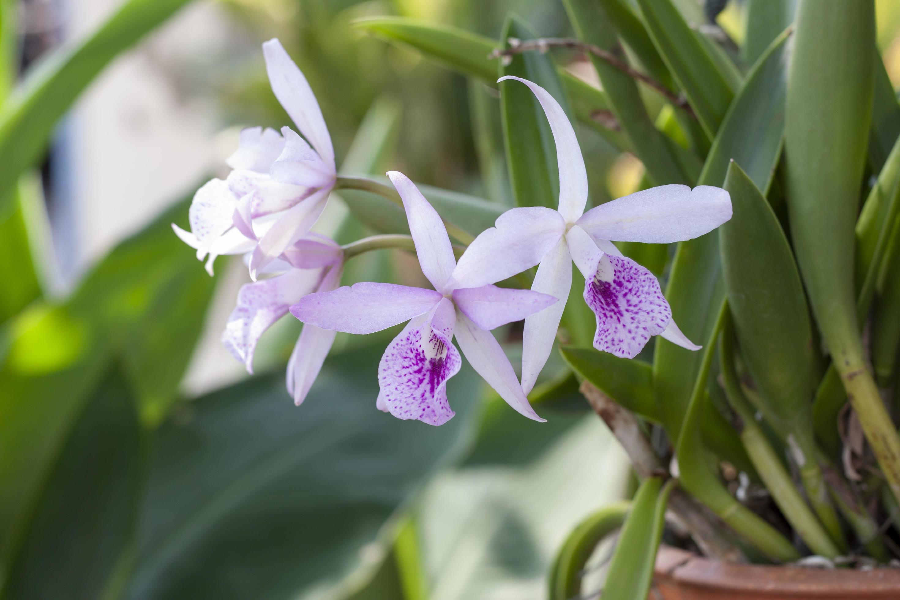 Beautiful purple and white orchid flower bloom on the tree in hanging pots in the garden. Stock Free