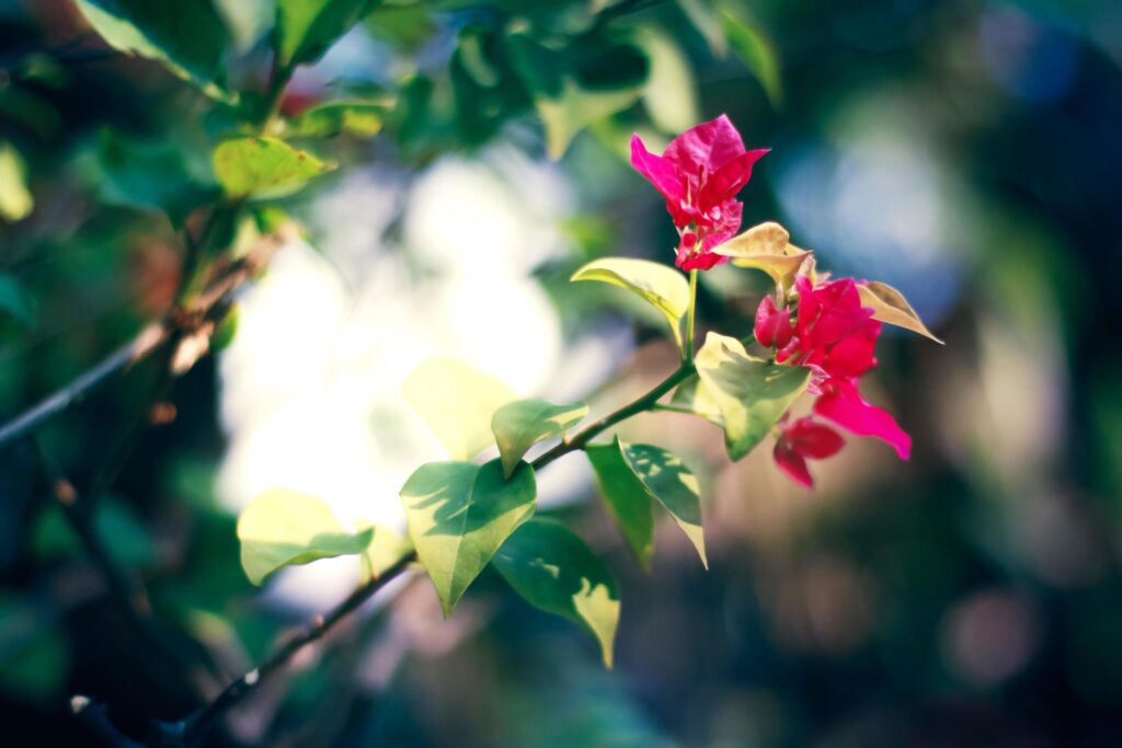 Beautiful pink Bougainvillea flowers with sunlight in nature background Stock Free