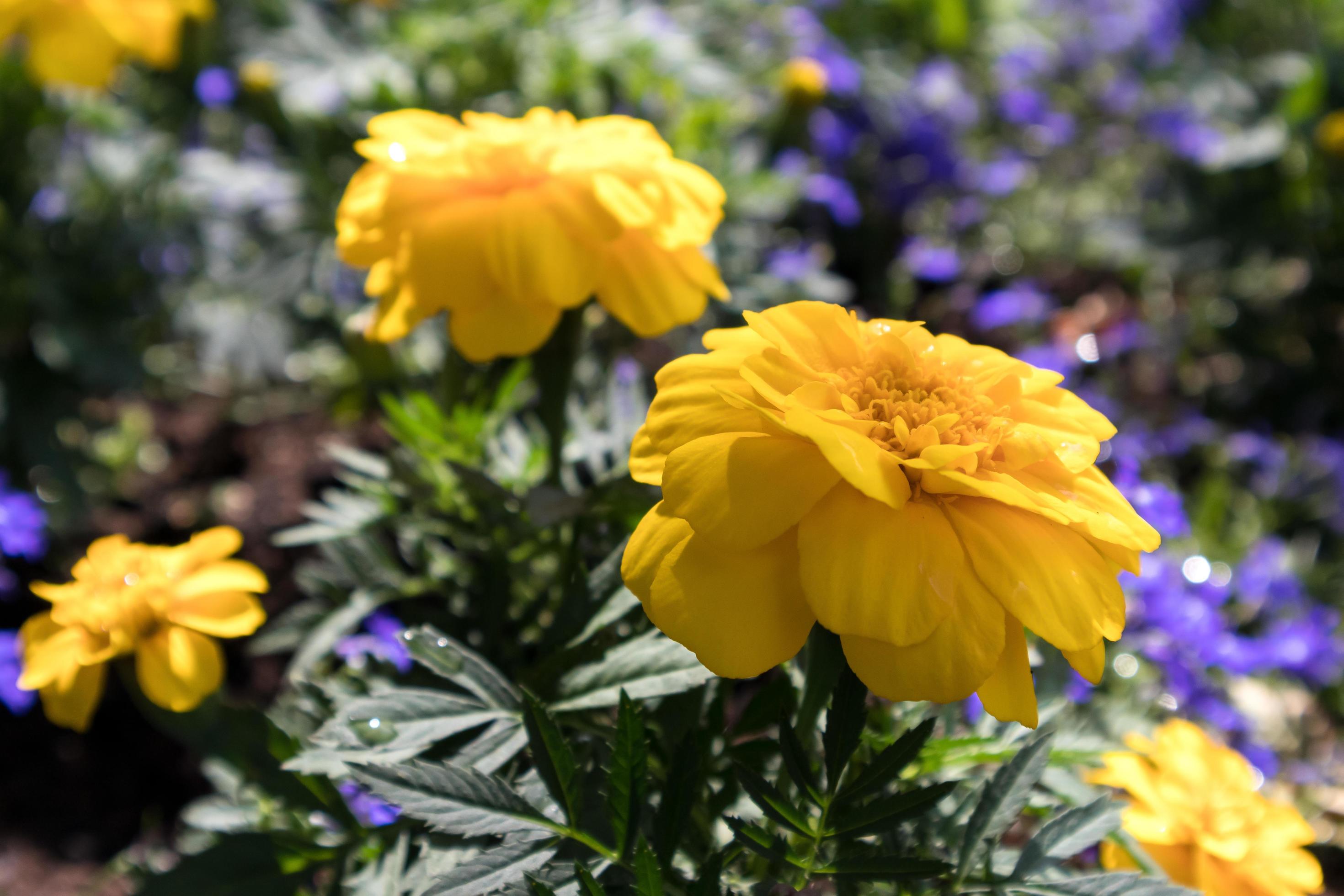 Marigolds flowering in East Grinstead Stock Free