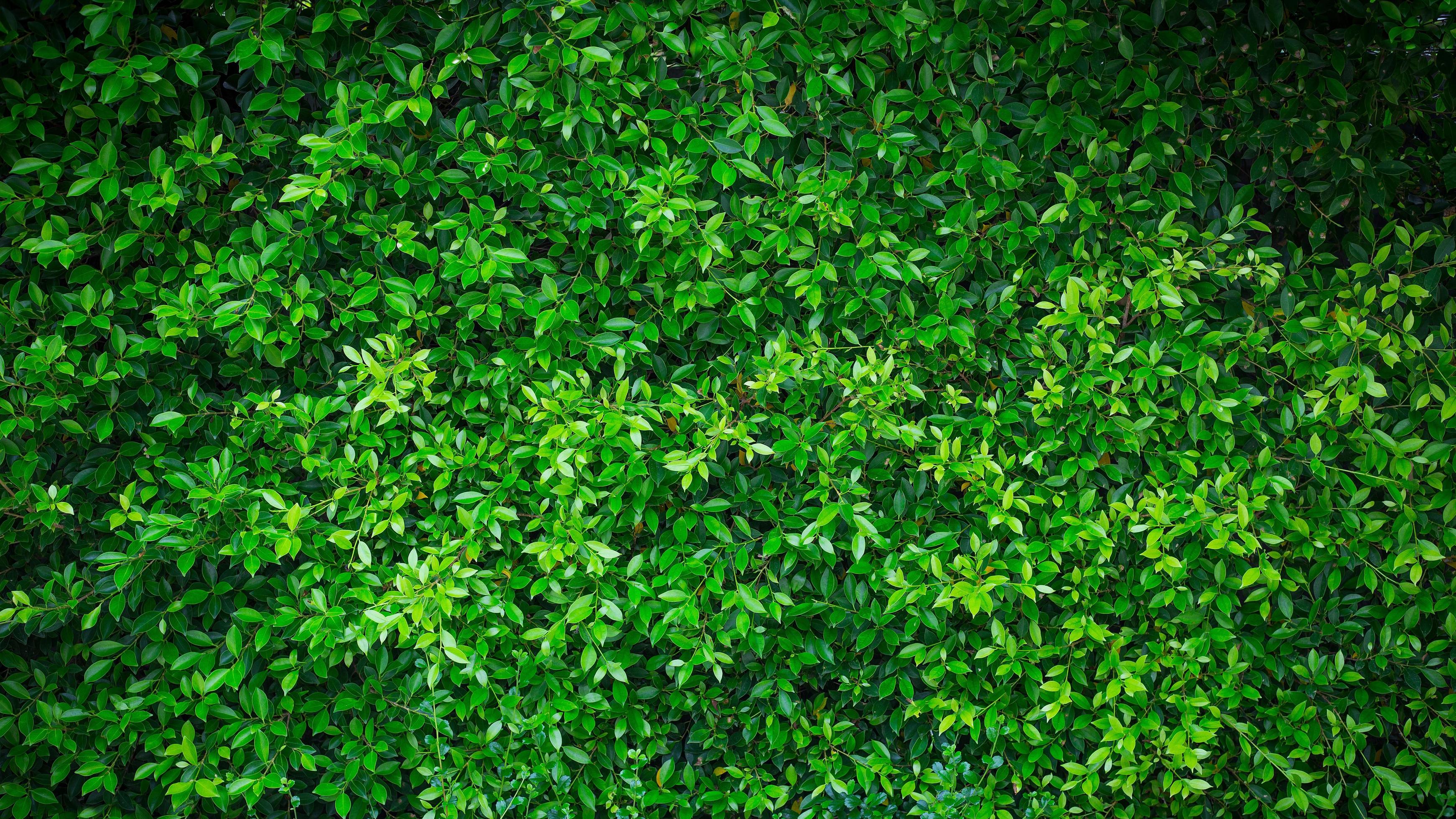 Green nature wall textured background Stock Free