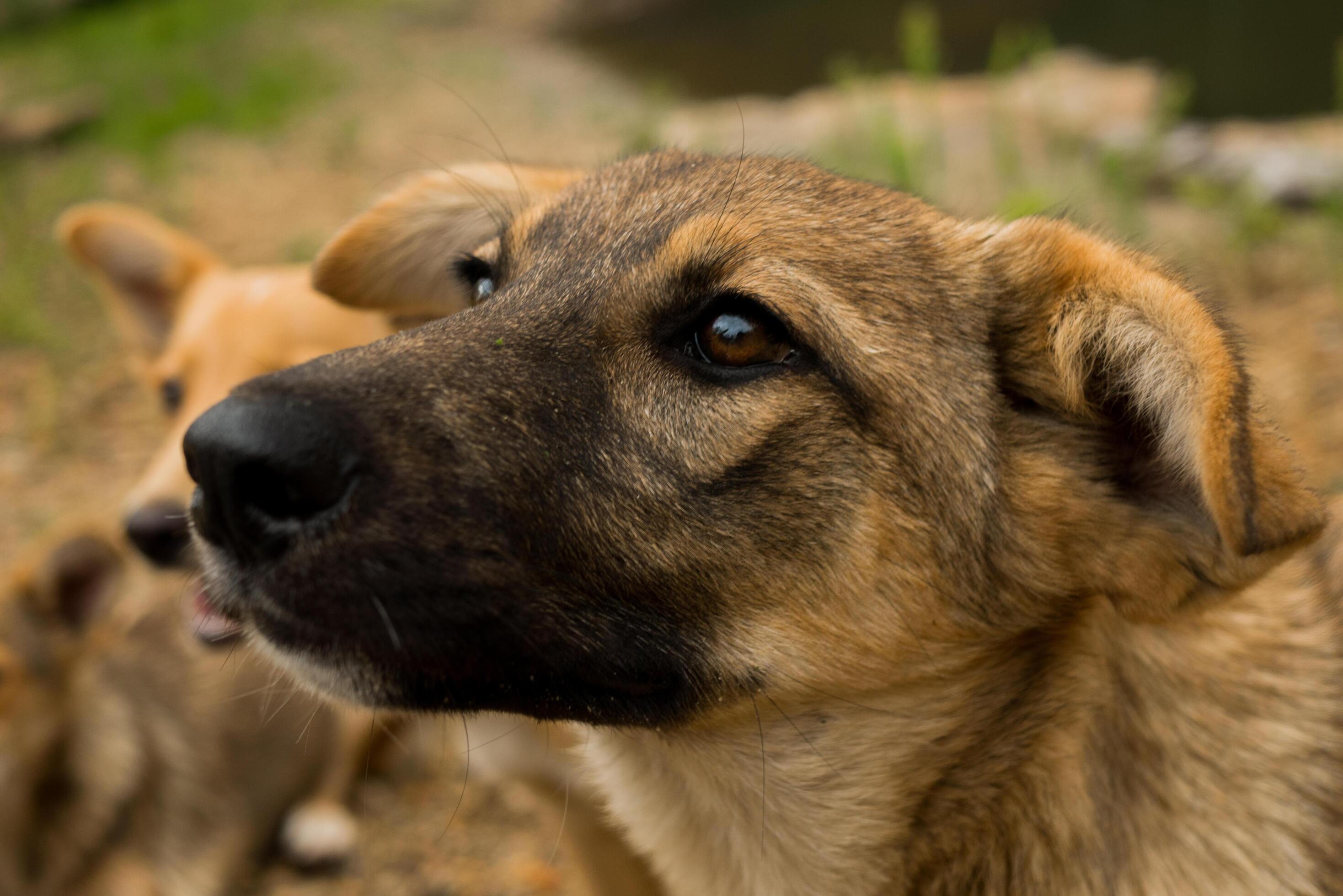 Pack of young dogs are together outdoors. Family, a group of dogs of the same breed on a walk in the forest. Stock Free