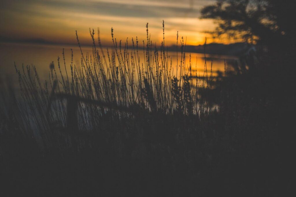 Silhouette of Grass Near Water Stock Free