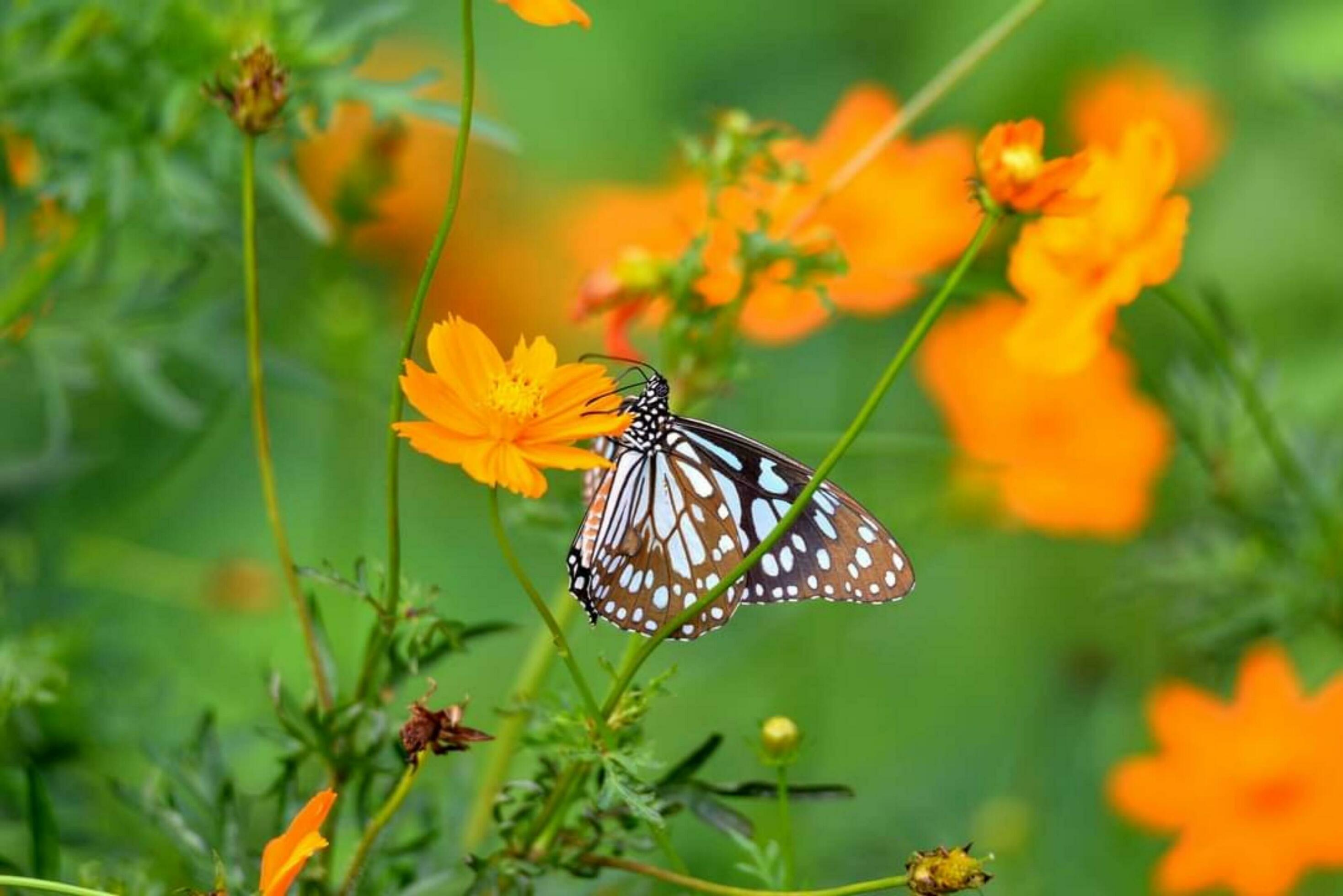 Beautiful blooming flower Stock Free