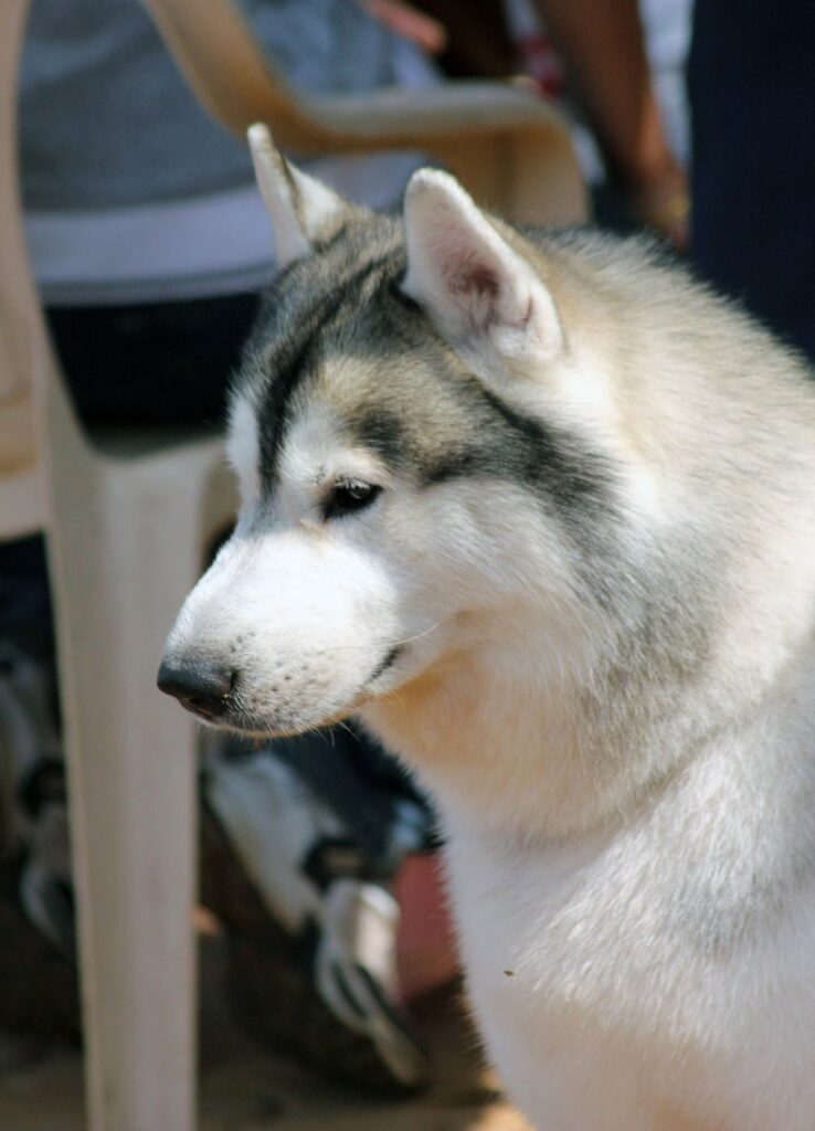 Siberian Husky Side Profile Stock Free