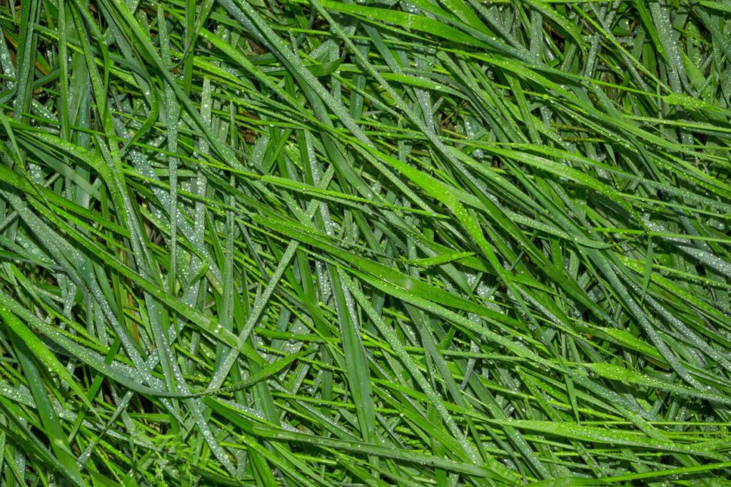 Wet grass Stock Free