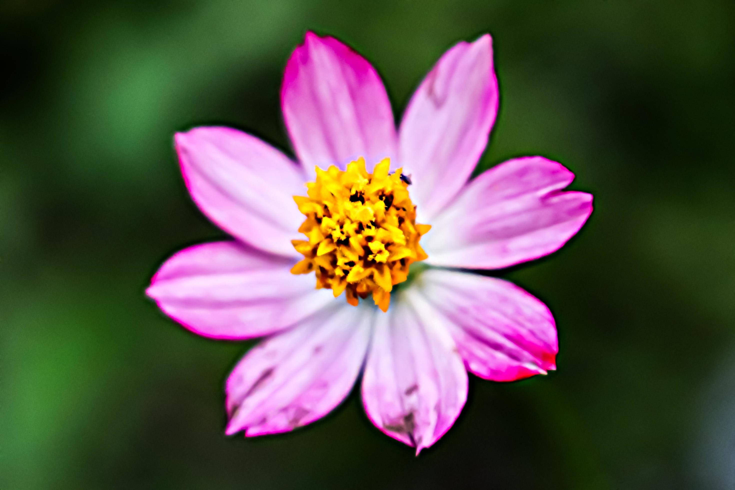 pink flower with blur background texture Stock Free