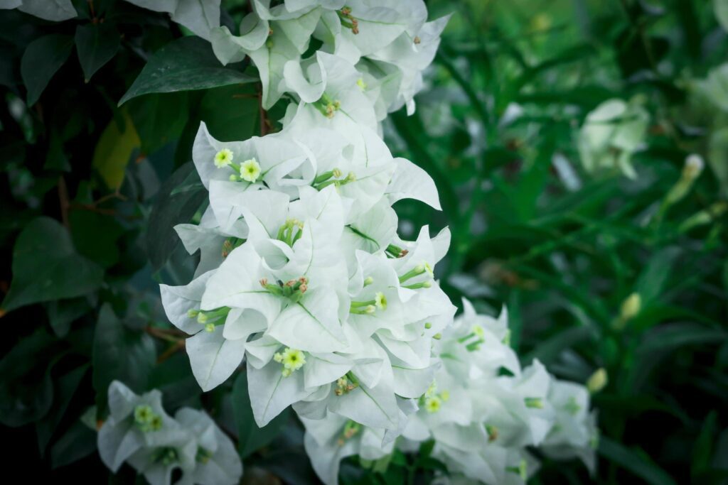 Beautiful white bougainvillea, tropical paper flower blooming in summer garden Stock Free