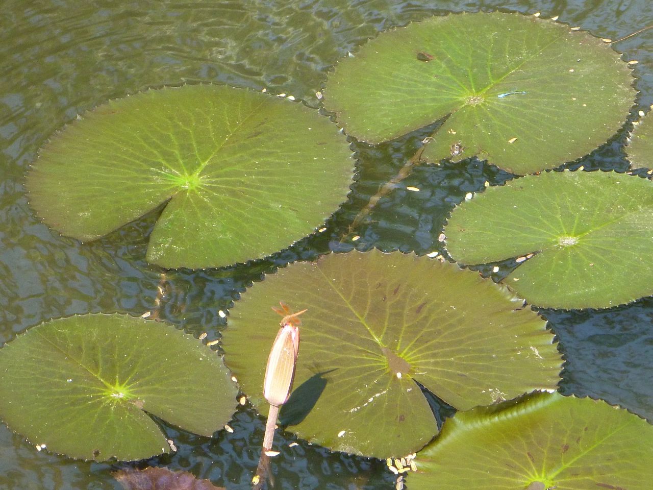 Lotus Leaves Bud Stock Free