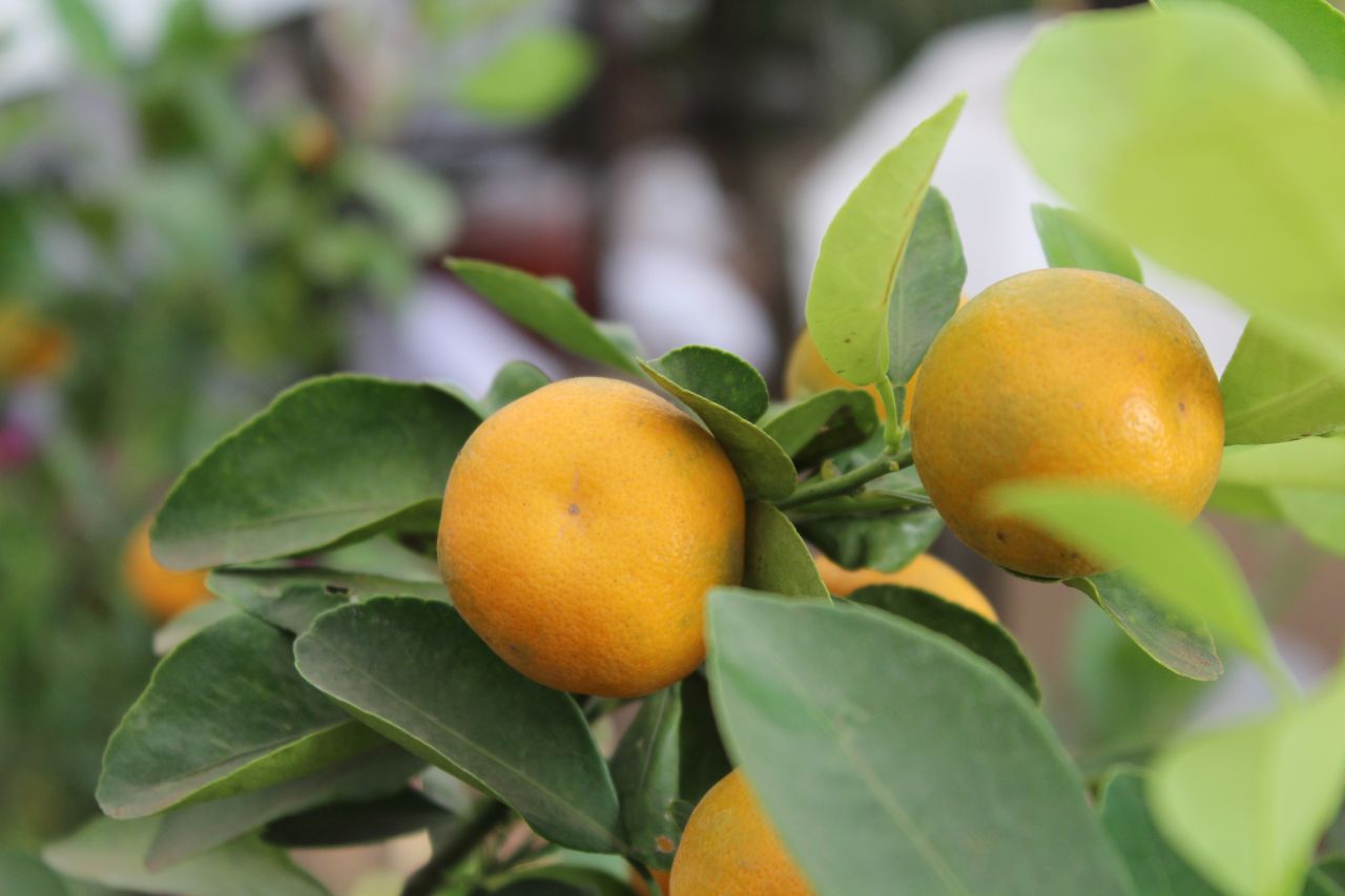 Orange Fruits Garden Lime Stock Free