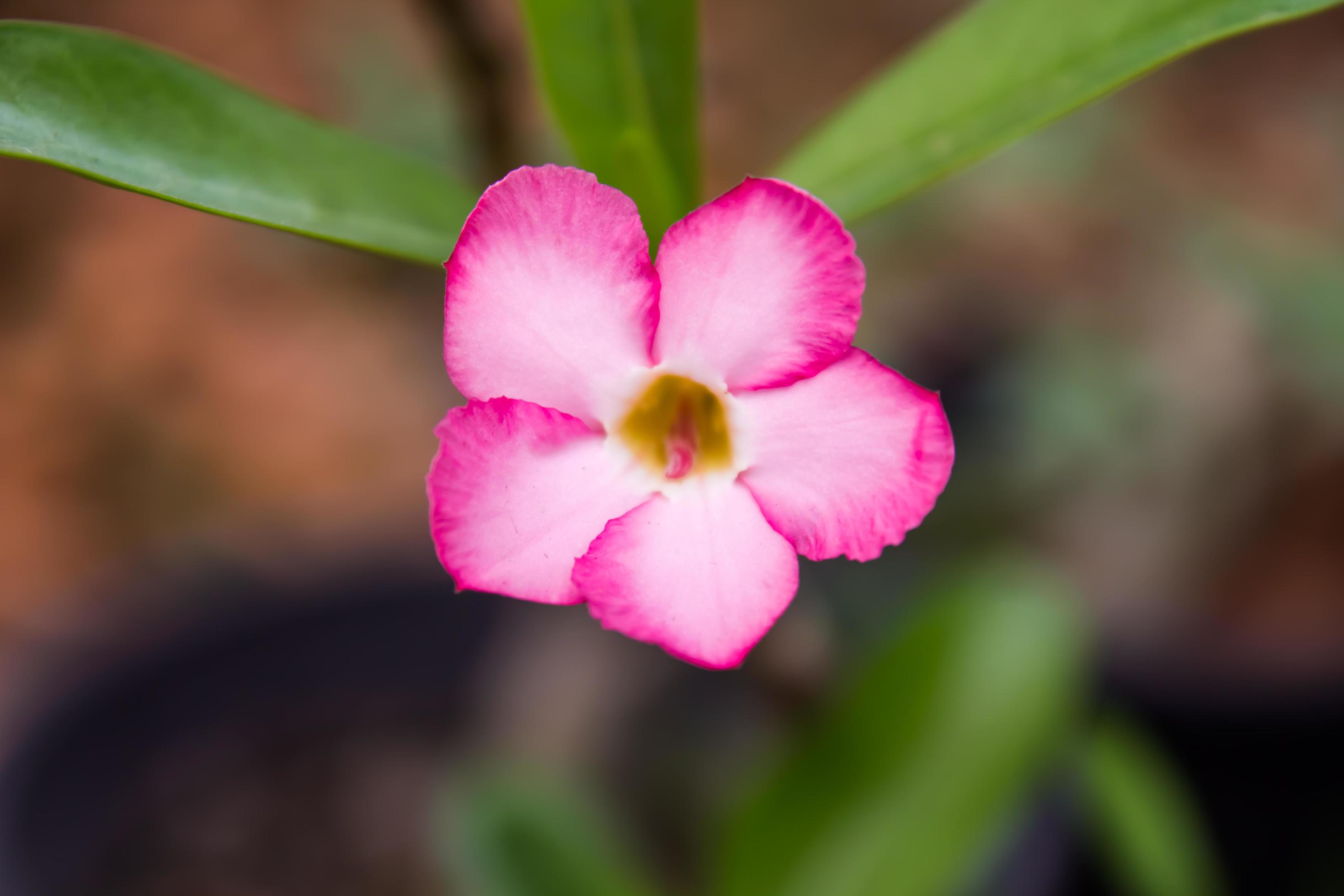 beautiful colorful flowers Stock Free