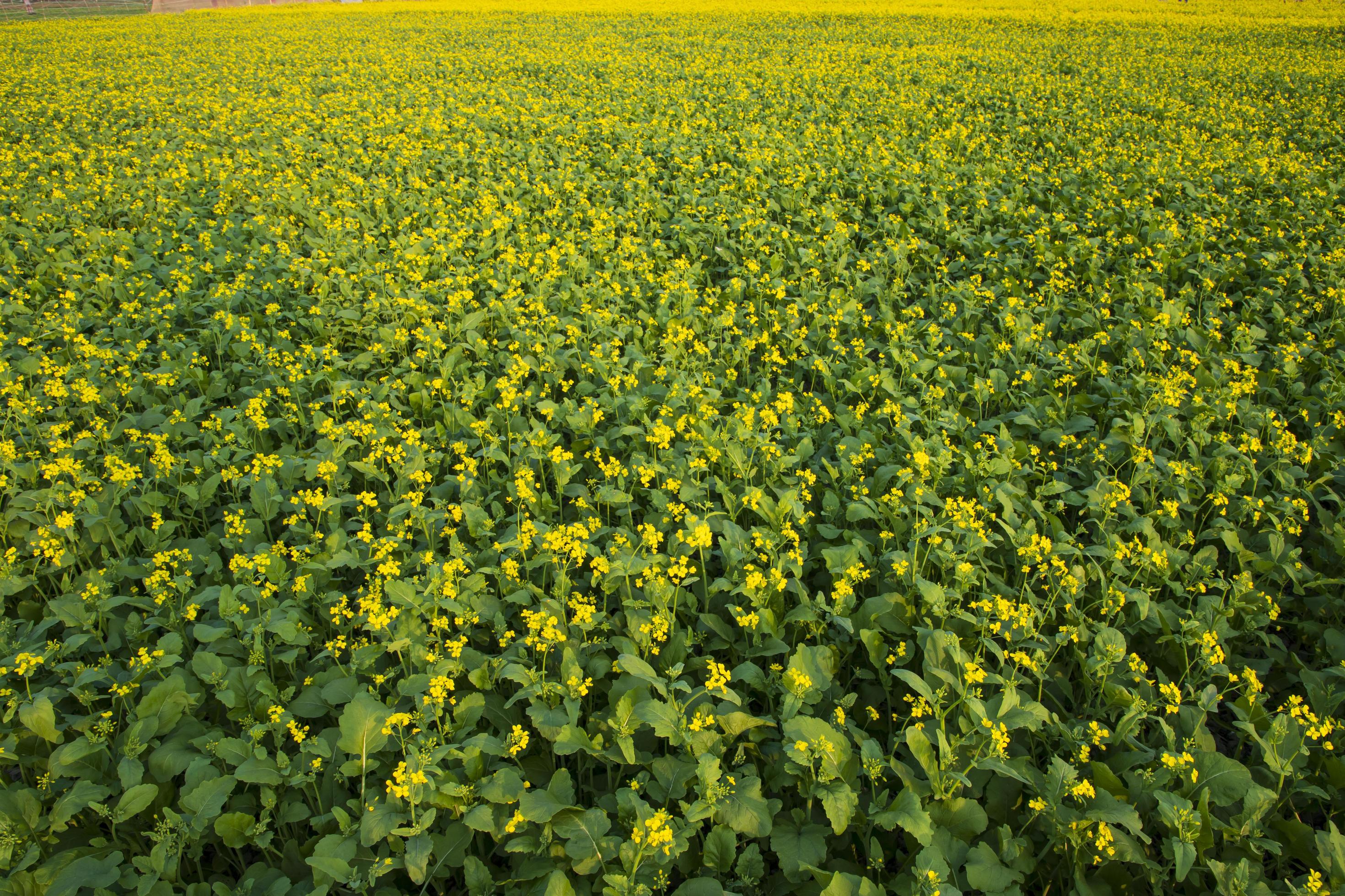 Beautiful Yellow Blooming rapeseed flower in the field natural Landscape view Stock Free