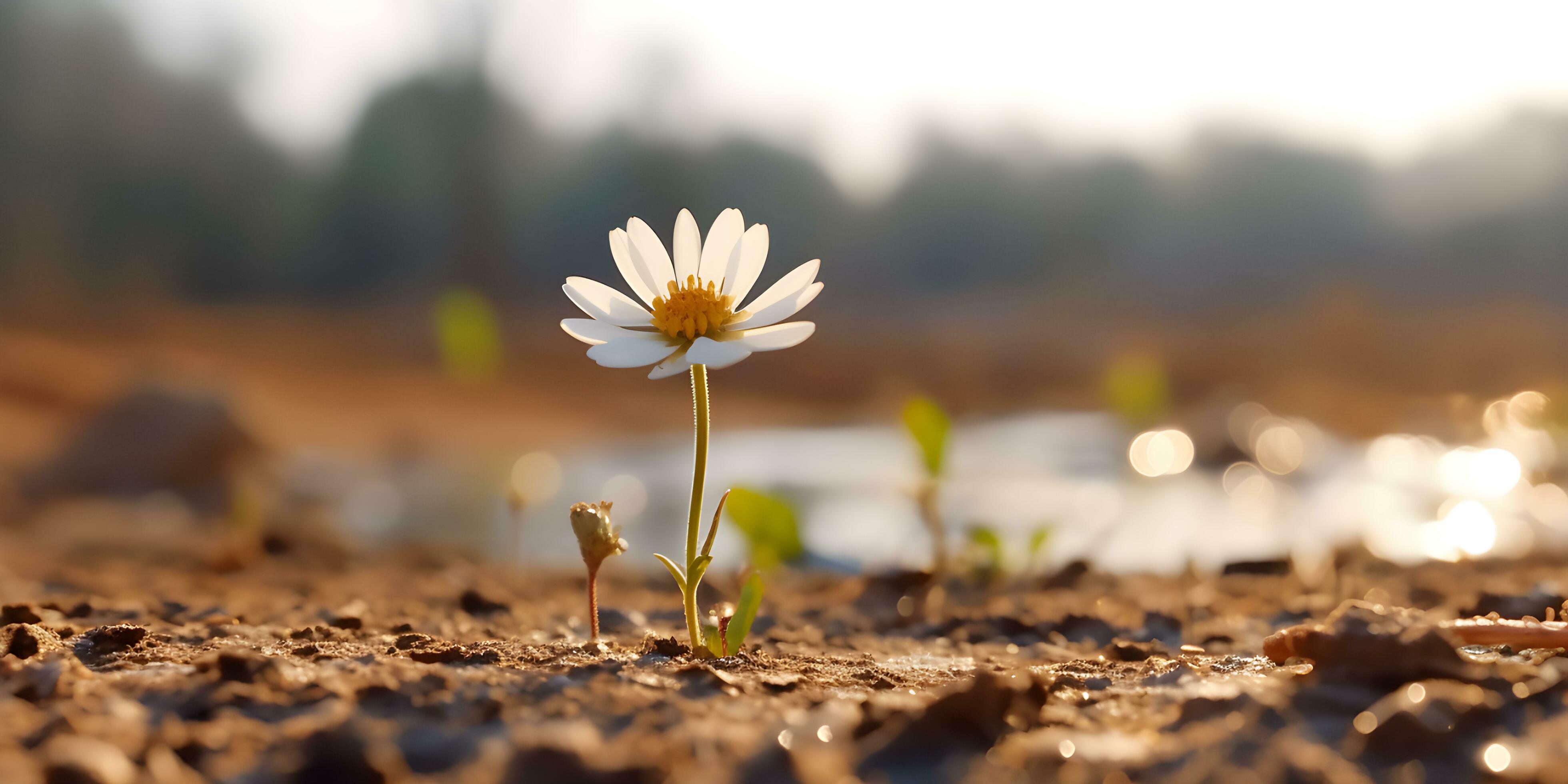 Hope concept. Flower growing in dry soil. Stock Free