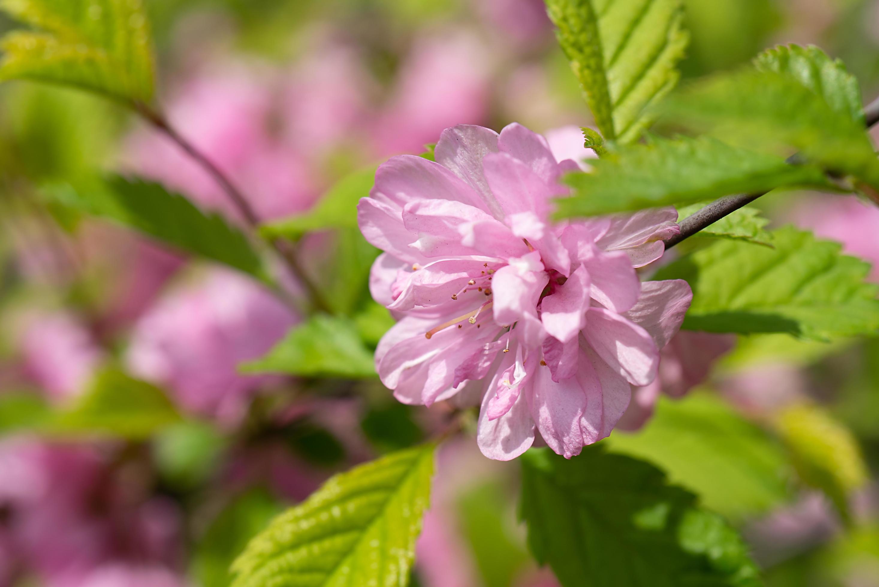 Delicate pink cherry flowers on a blurred romantic background. Stock Free