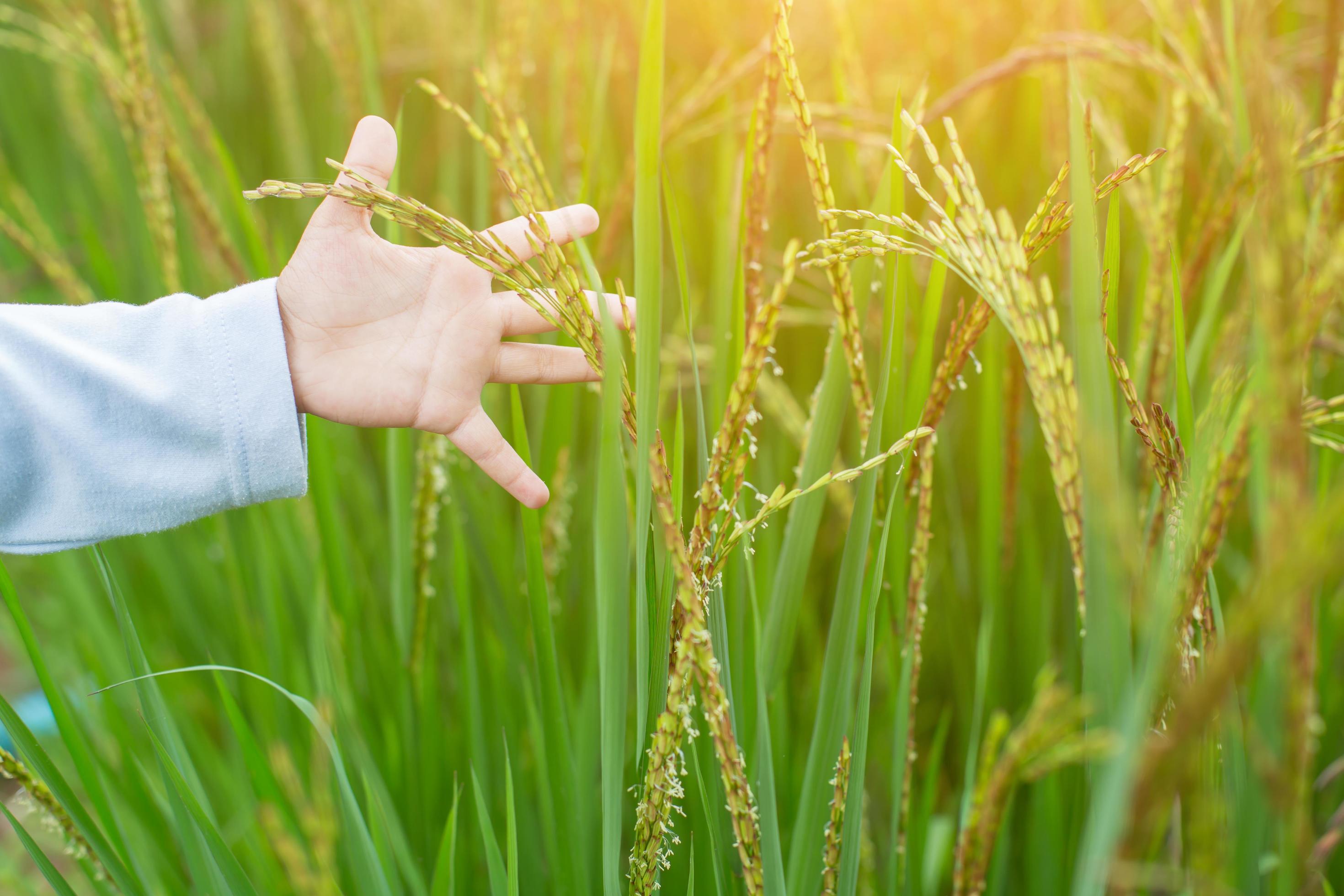 Hand of Young Woman Enjoying Nature with sunrise. Stock Free