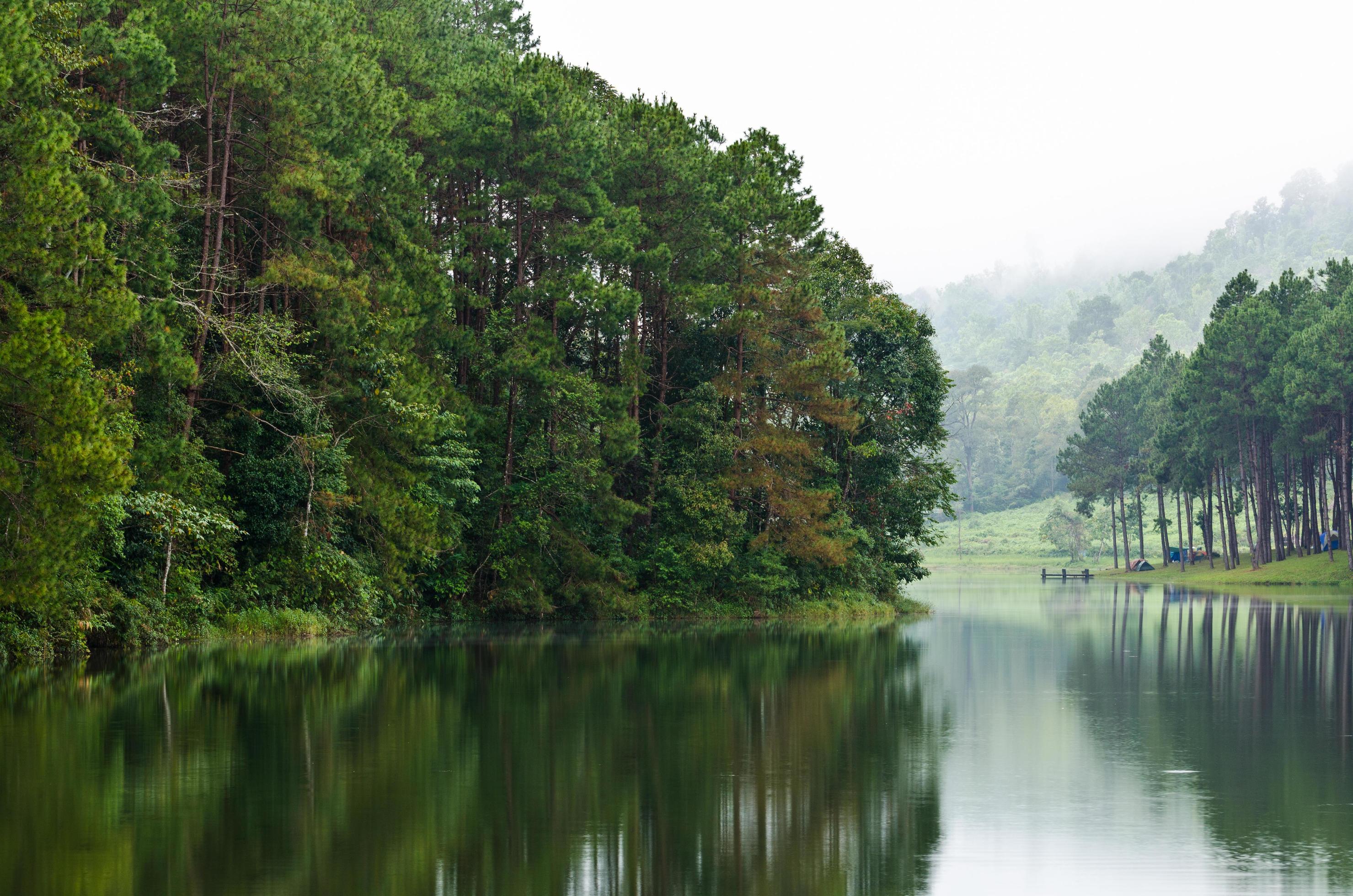 Nature landscape at morning of lakes and pine forests Stock Free