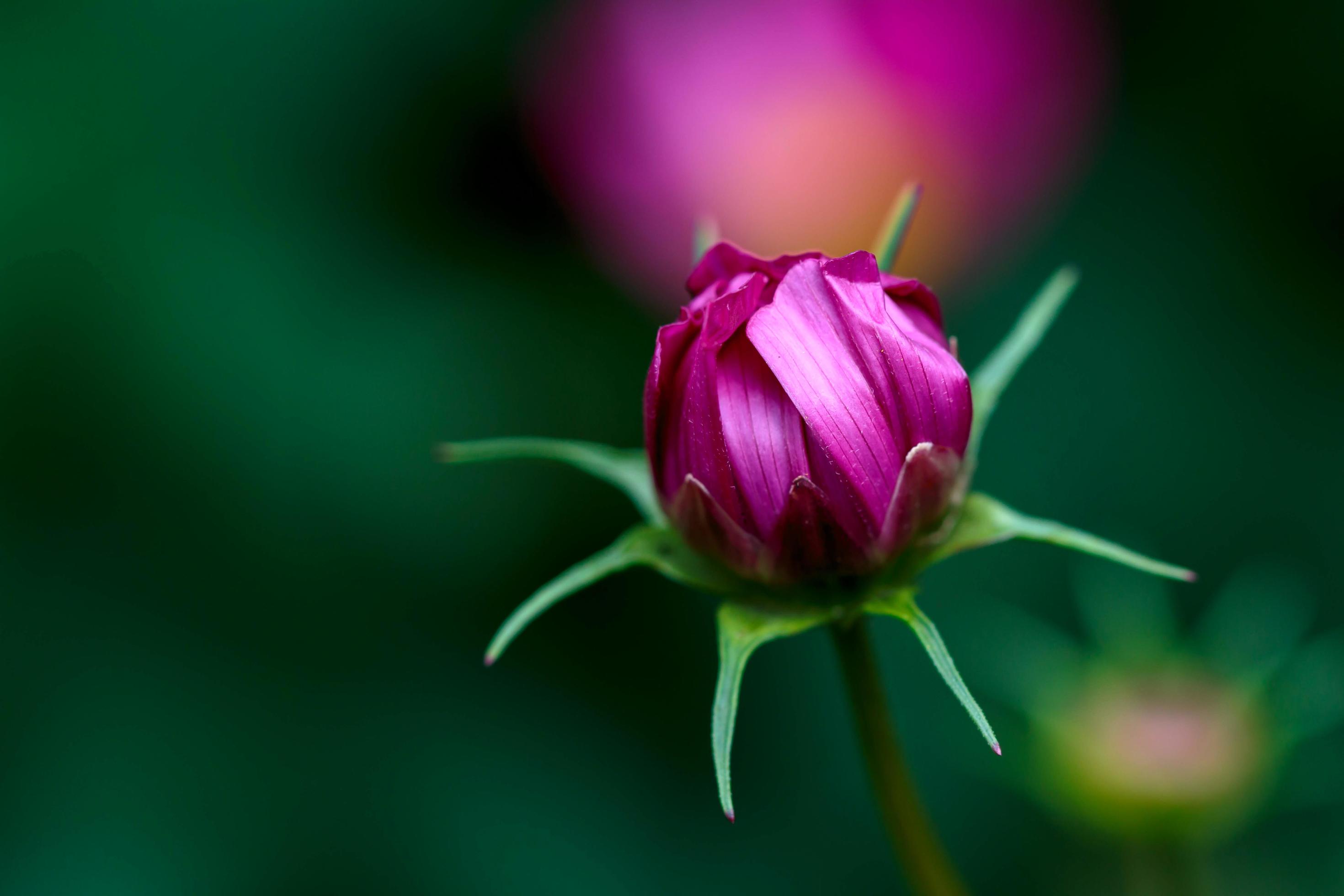 Cosmos Flower Bud Stock Free