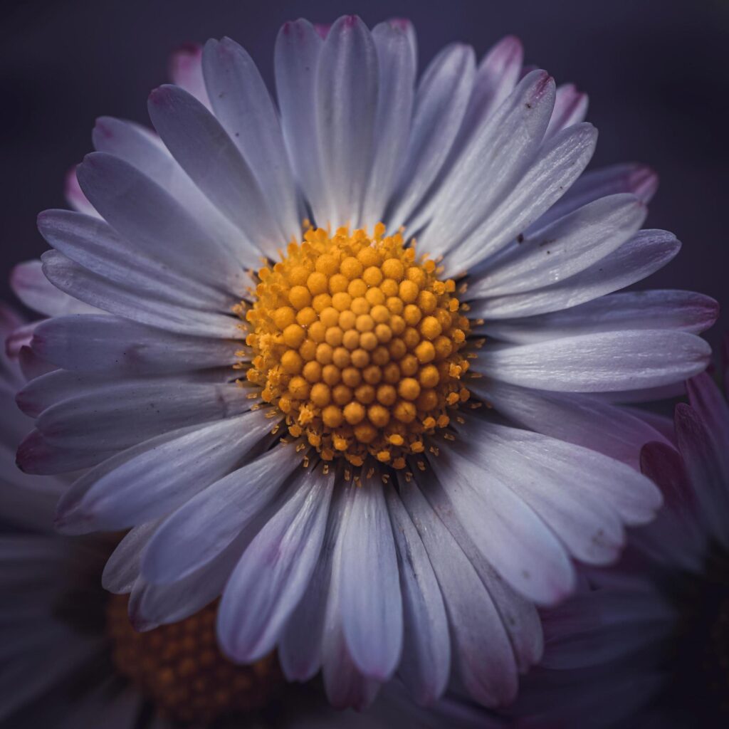 romantic daisy flower in spring season Stock Free