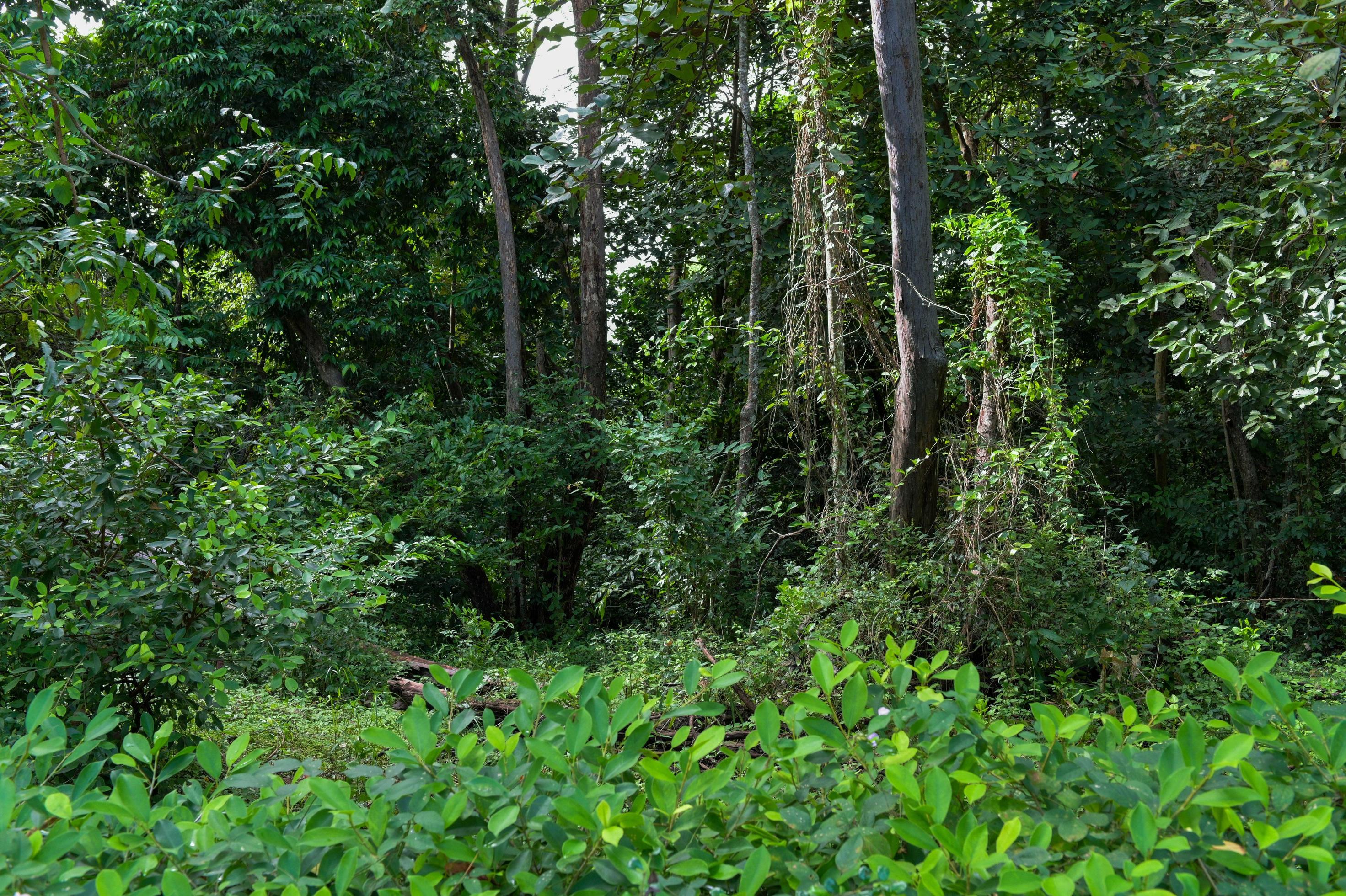 Green grass in forest. Nature background Stock Free