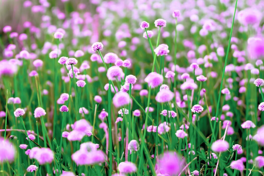 Blurred,Pink wild flower fields.Beautiful growing and blooming in the nature Stock Free