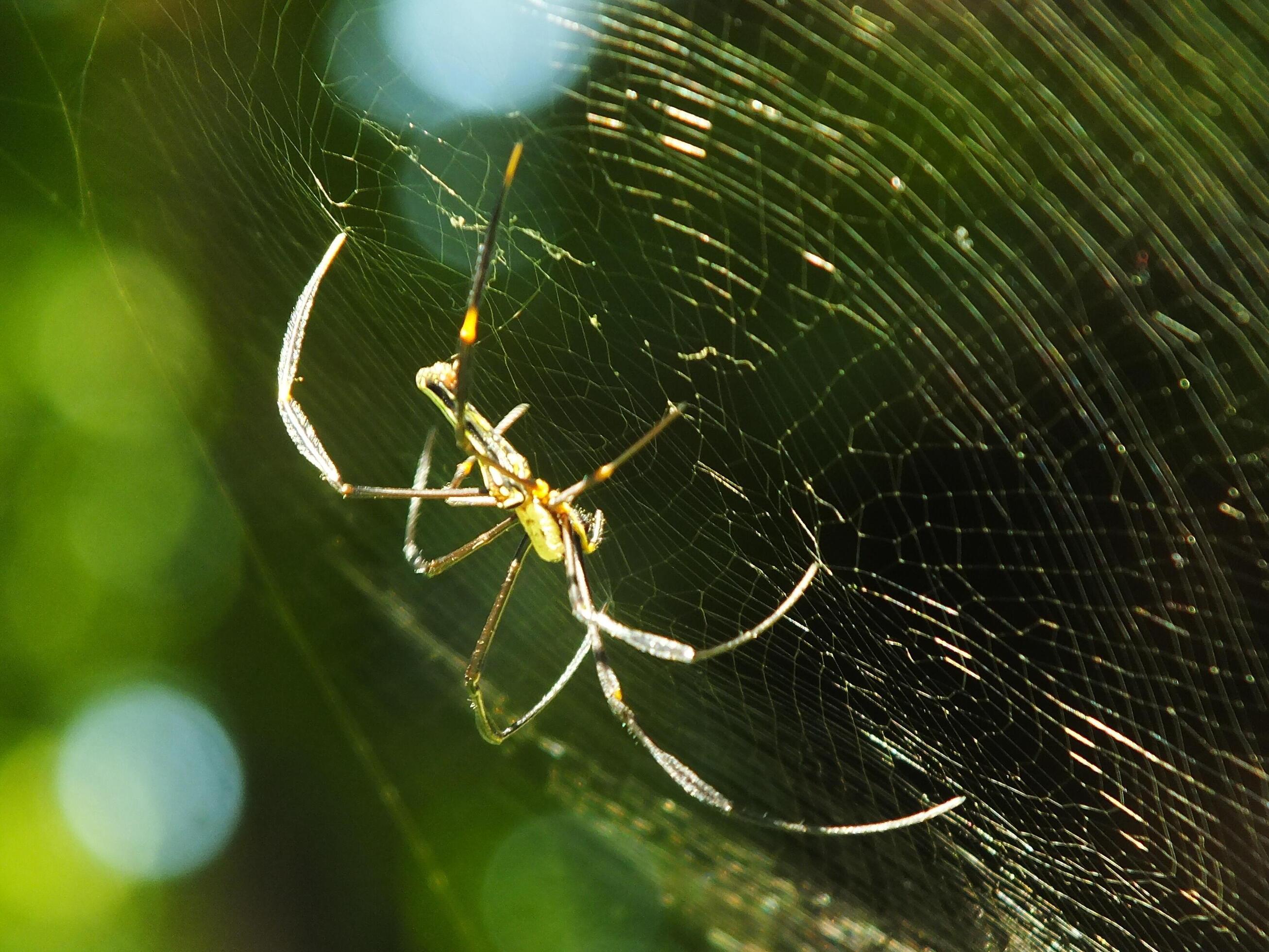 Spider in the cobweb with natural green forest background. A large spider waits patiently in its web for some prey Stock Free