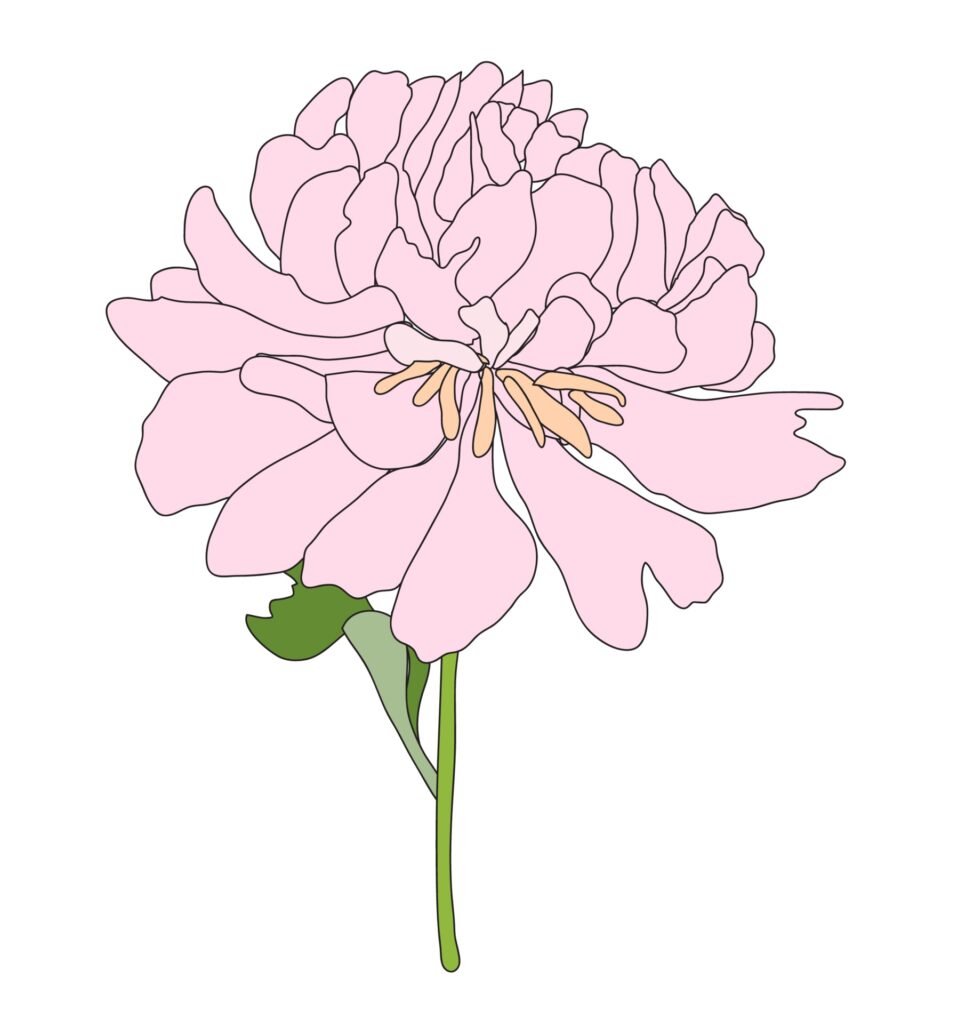 Abstract Hand Drawn Peony flower. Vector Illustration Free Vector