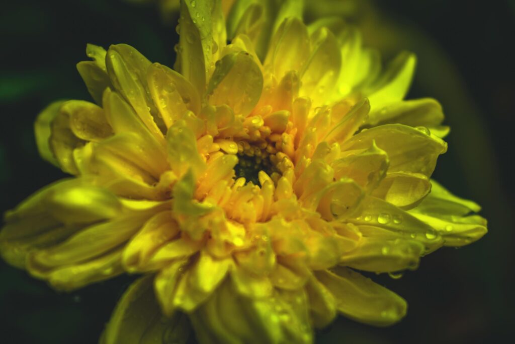 a yellow chrysanthemum flower at garden Stock Free