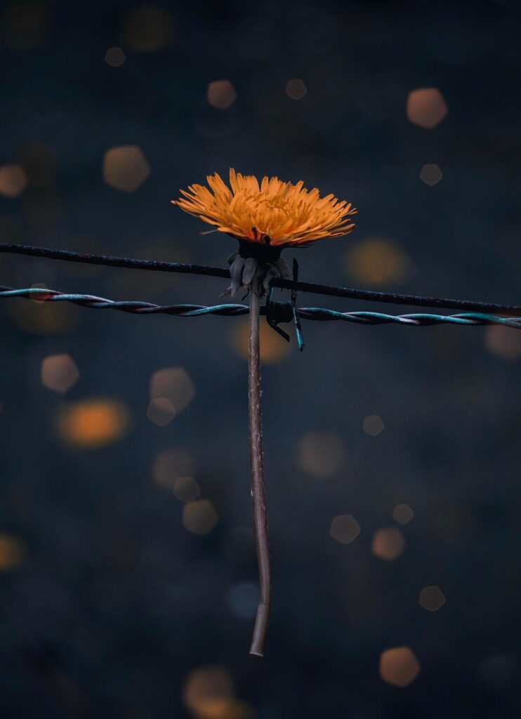 Yellow flower in the spring season Stock Free