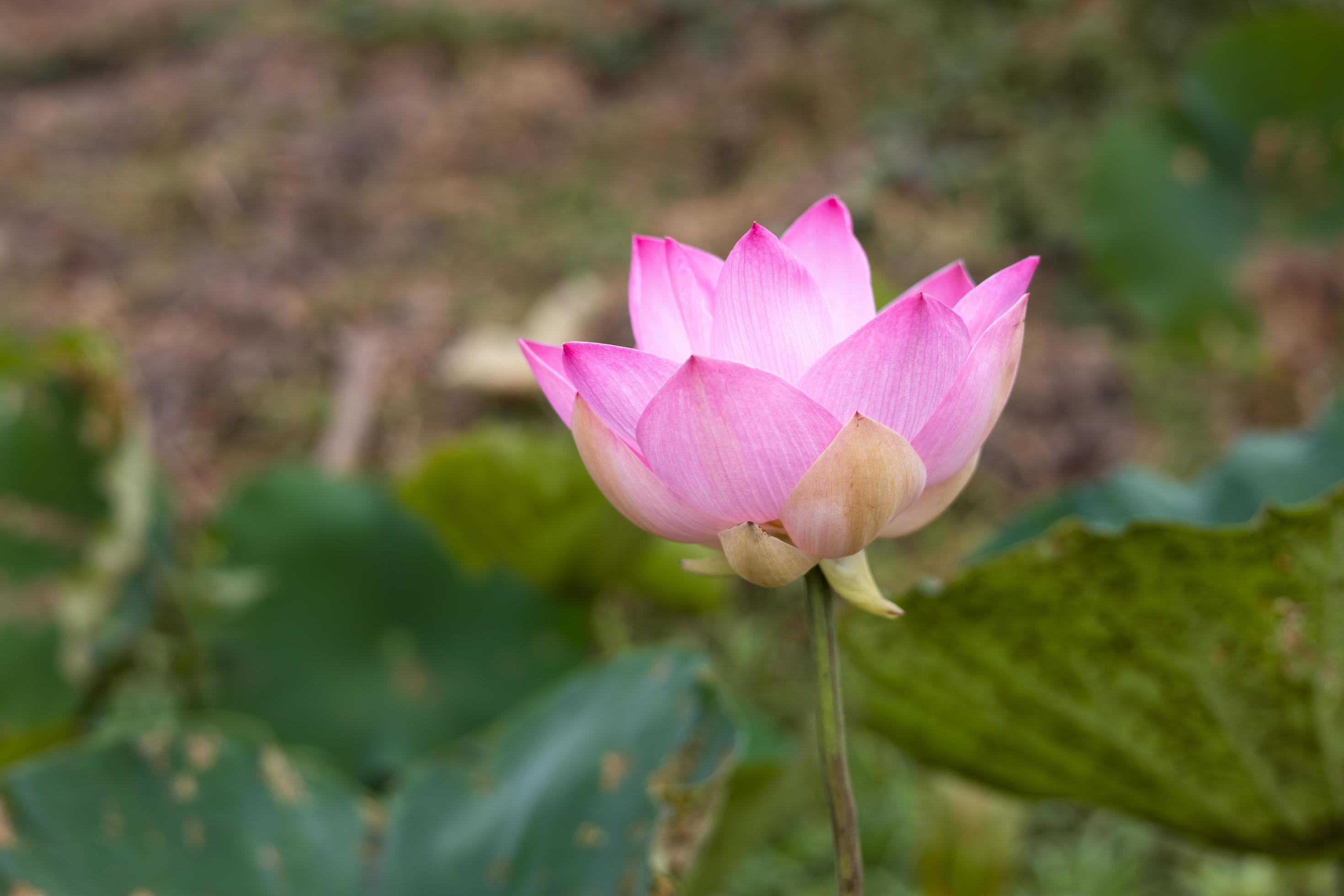 A close-up view of large pink lotus flowers blooming beautifully with blurred green leaves. Stock Free