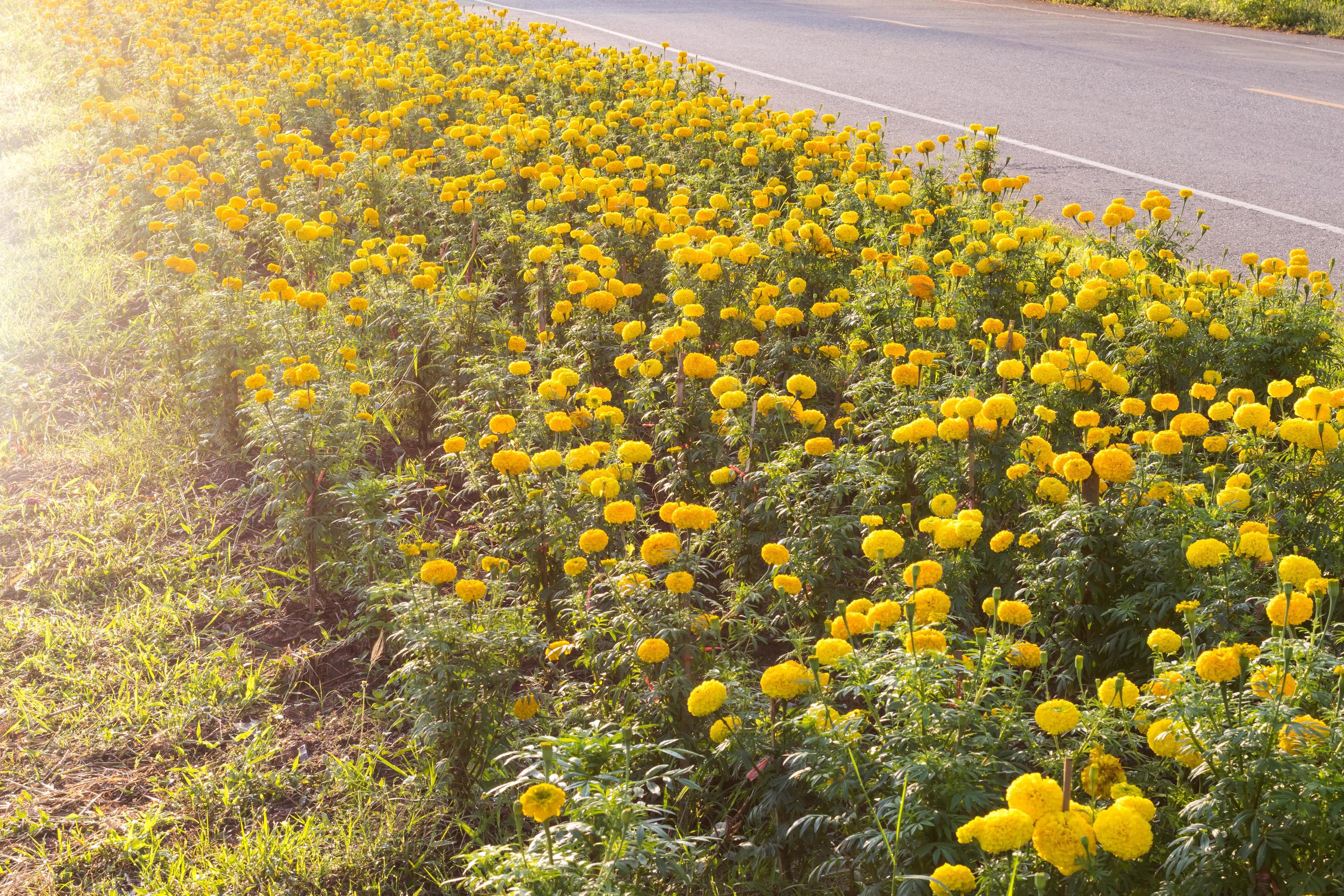 Beautiful marigold flower garden along the way. Stock Free