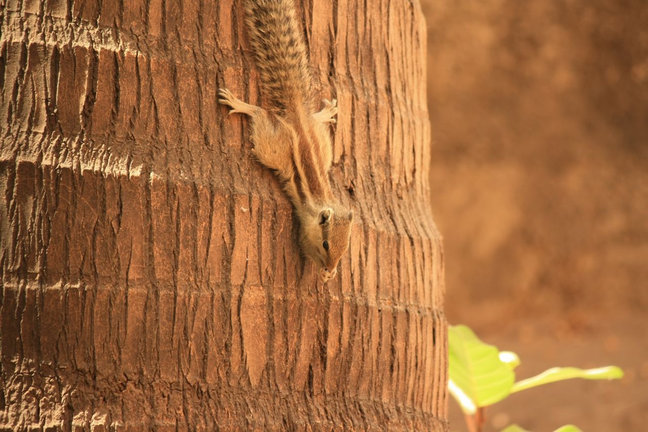 Squirrel Coconut Tree Down Stock Free