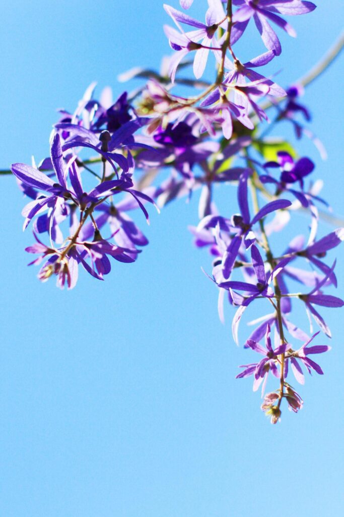 Sandpaper vine or Queens Wreath, Purple Wreath flowers with blue sky Stock Free