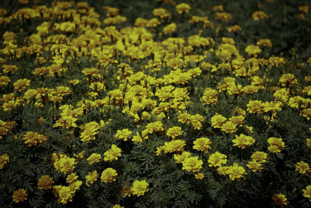 Beautiful french yellow marigold flowers blooming in the summer garden Stock Free