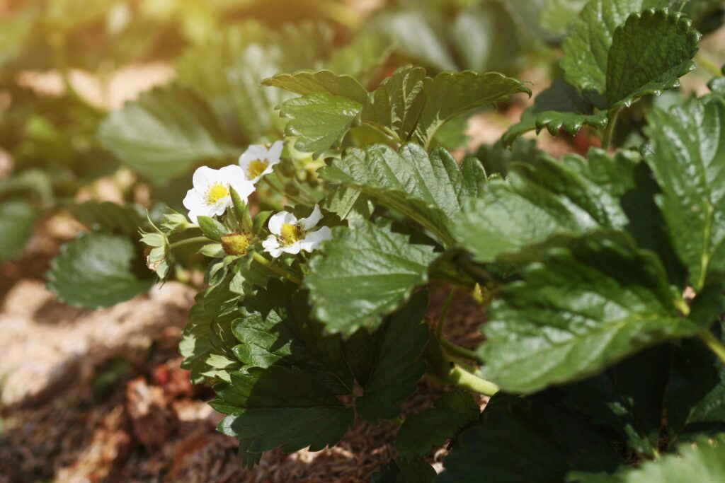 Little white Strawberry flowers with green leaves in Plantation Farm on the mountain in Thailand Stock Free