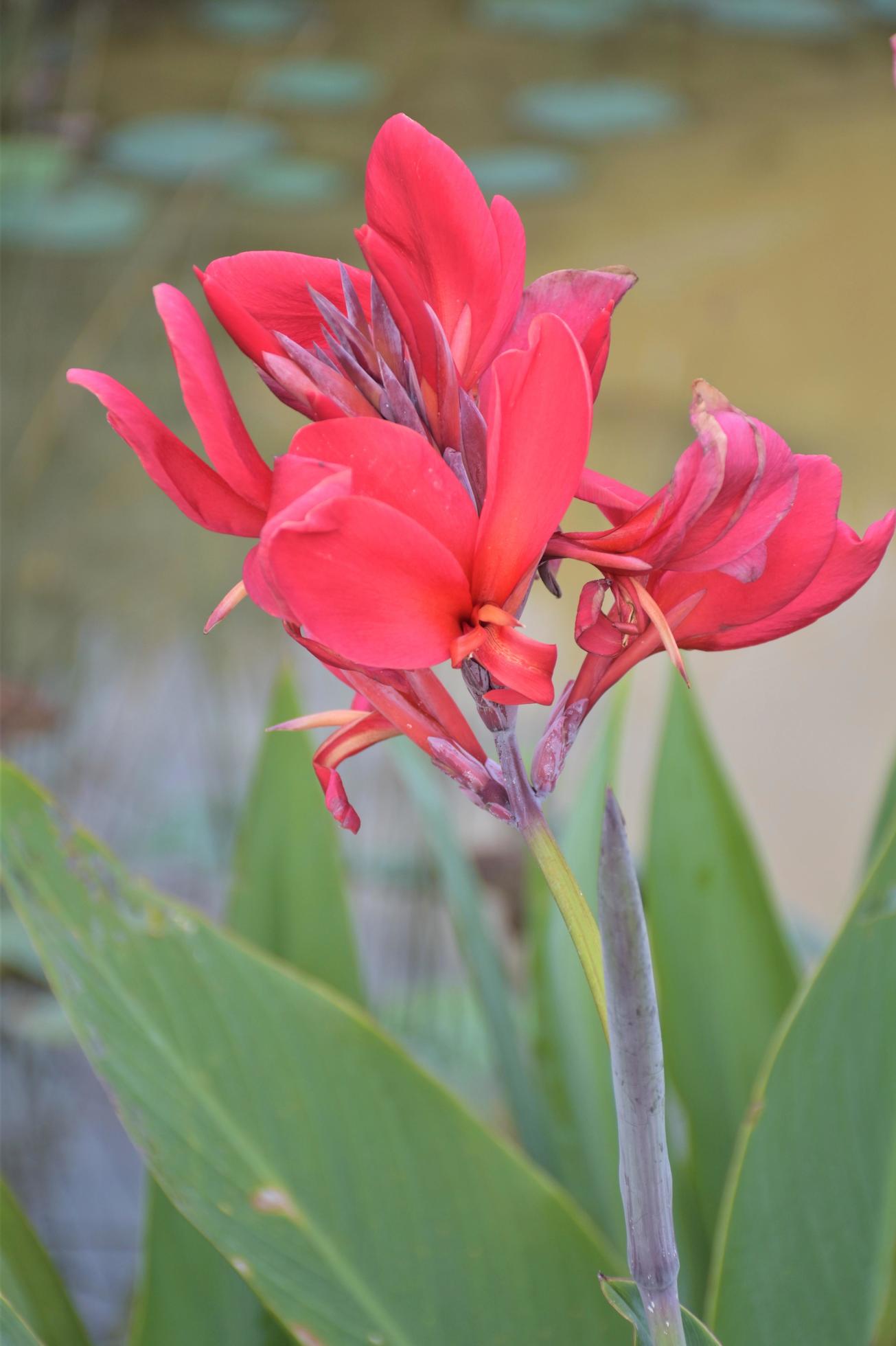 Red canna flowers are blooming in a Thai garden. Stock Free