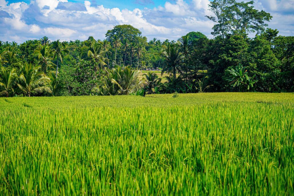 beautiful green paddy plants rice fields nature in Tabanan, Bali Stock Free