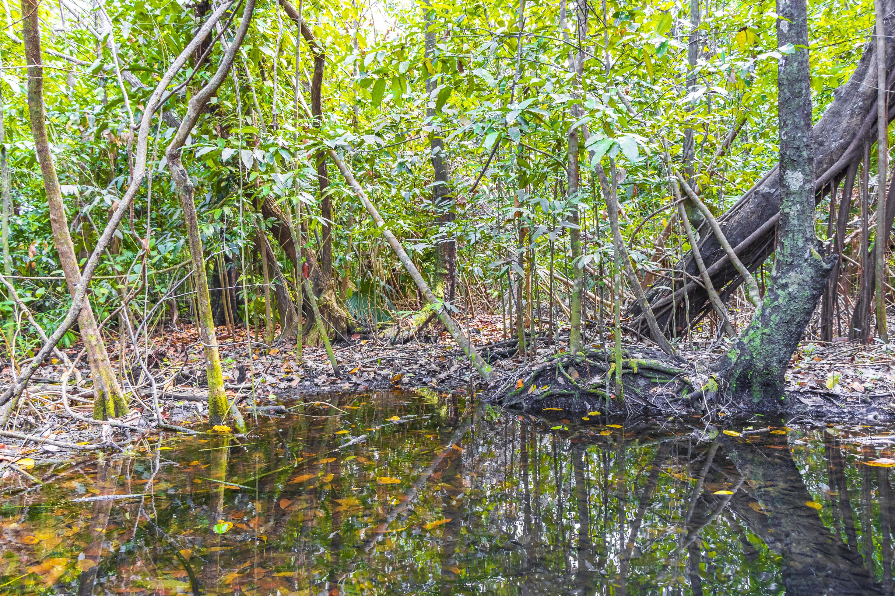 Tropical forest marine life in pond sump water nature Mexico. Stock Free