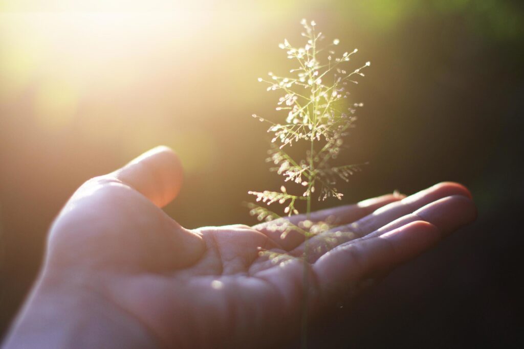 Hand holding Beautiful grass flowers with natural sunlight. Peace and Amity of Valentine’s day concept. Stock Free