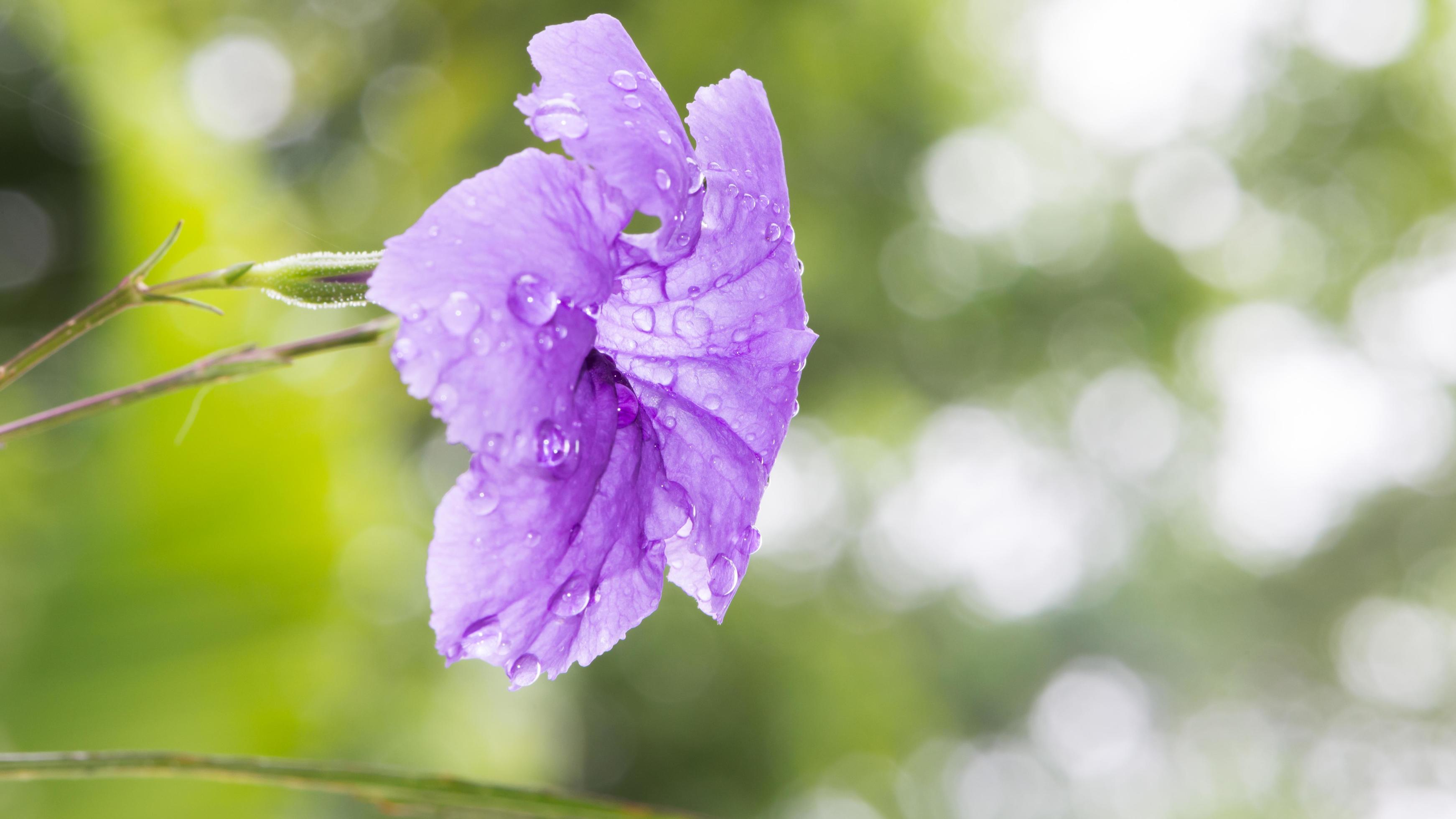 purple flowers Ruellia squarrosa Stock Free