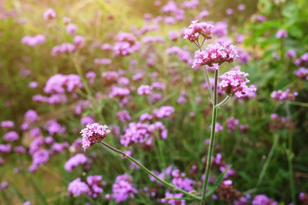 Blooming Violet verbena flowers with natural sunlight in meadow Stock Free