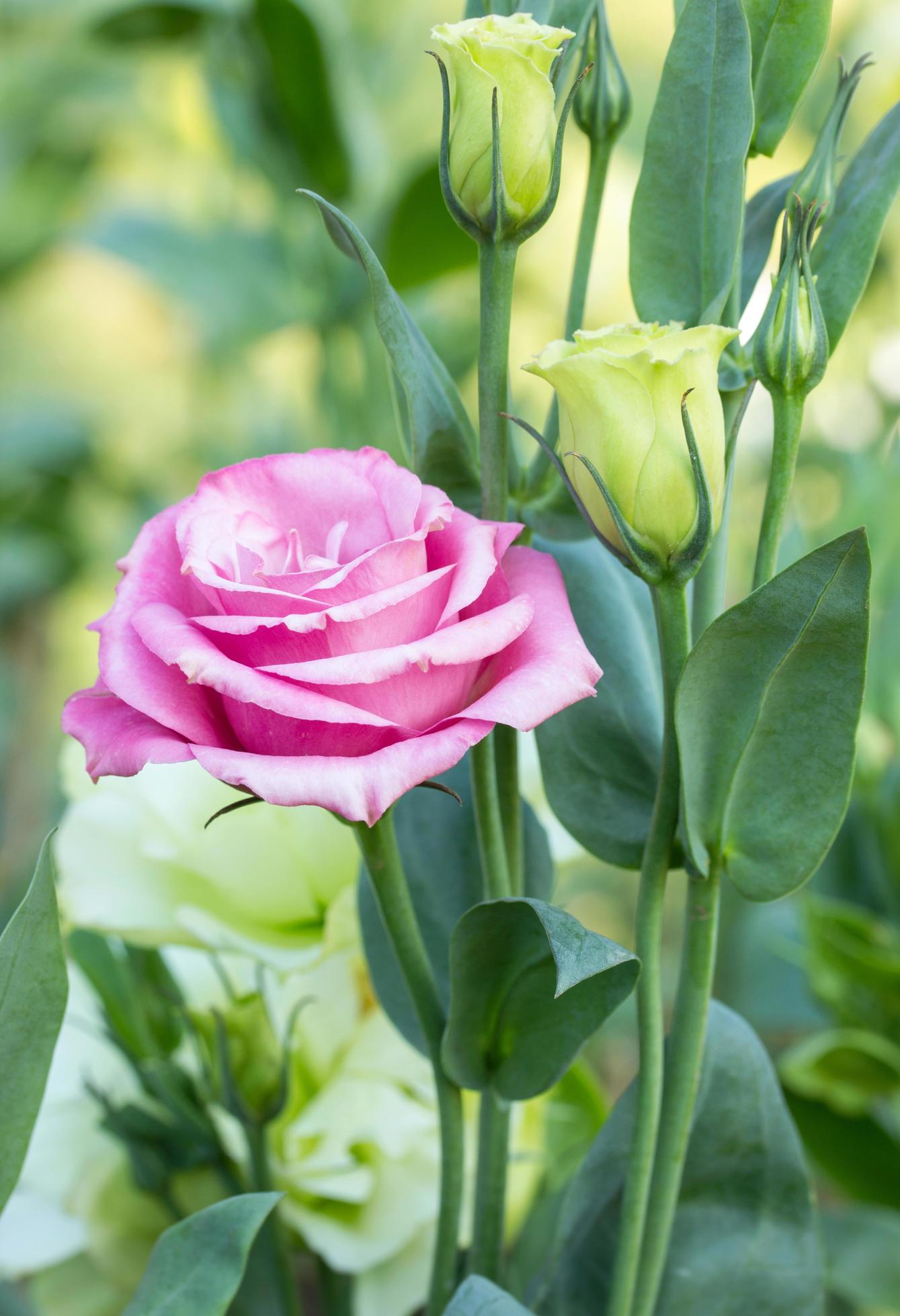 pink rose flower in a garden Stock Free