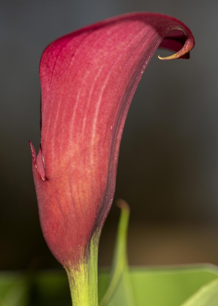 A red flower blooming in springtime Stock Free