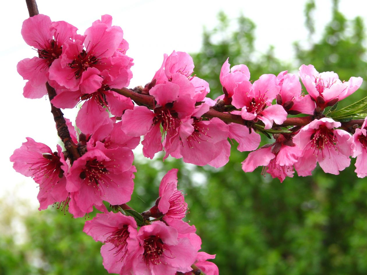 Pink fruit-tree blossoms 1 Stock Free