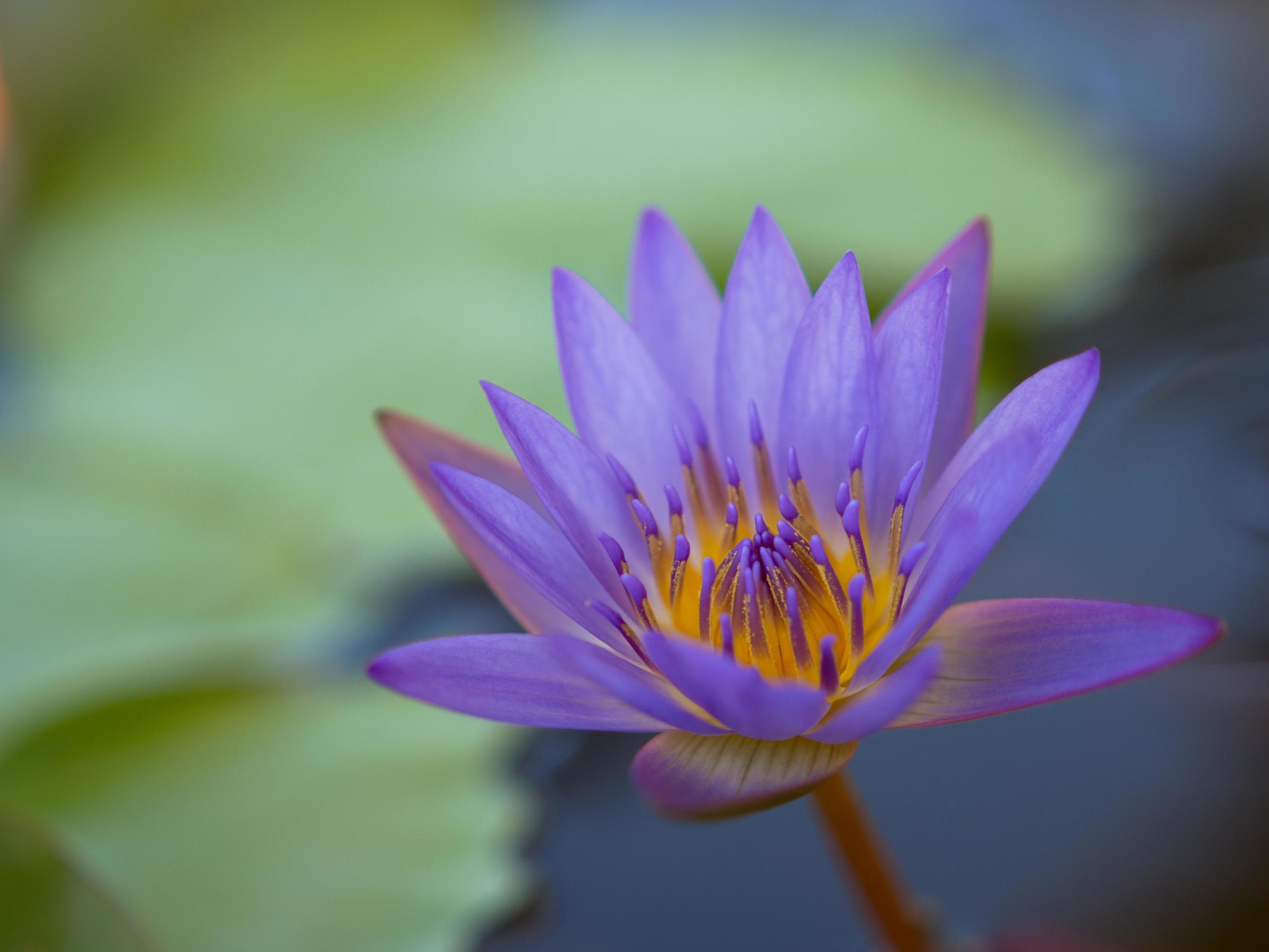 Closeup colorful beauty lotus flower blooming Stock Free