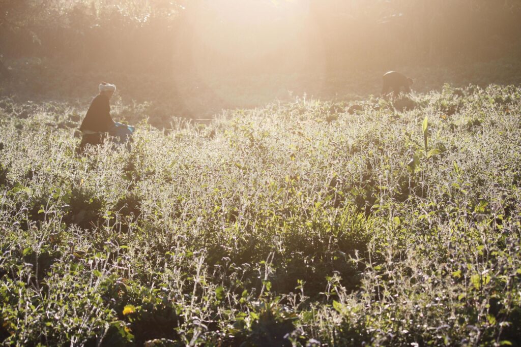 Woman Hilltribes is Strawberry Farming with beautiful natural sunlight in the morning on plantation farm in Thailand Stock Free