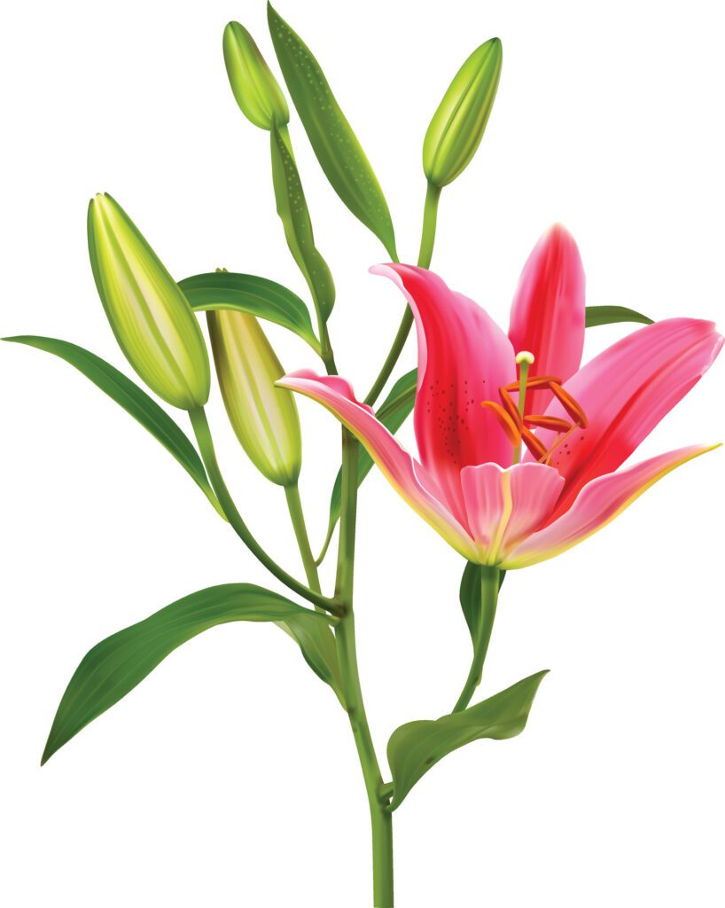 Lily flower on white background Free Vector