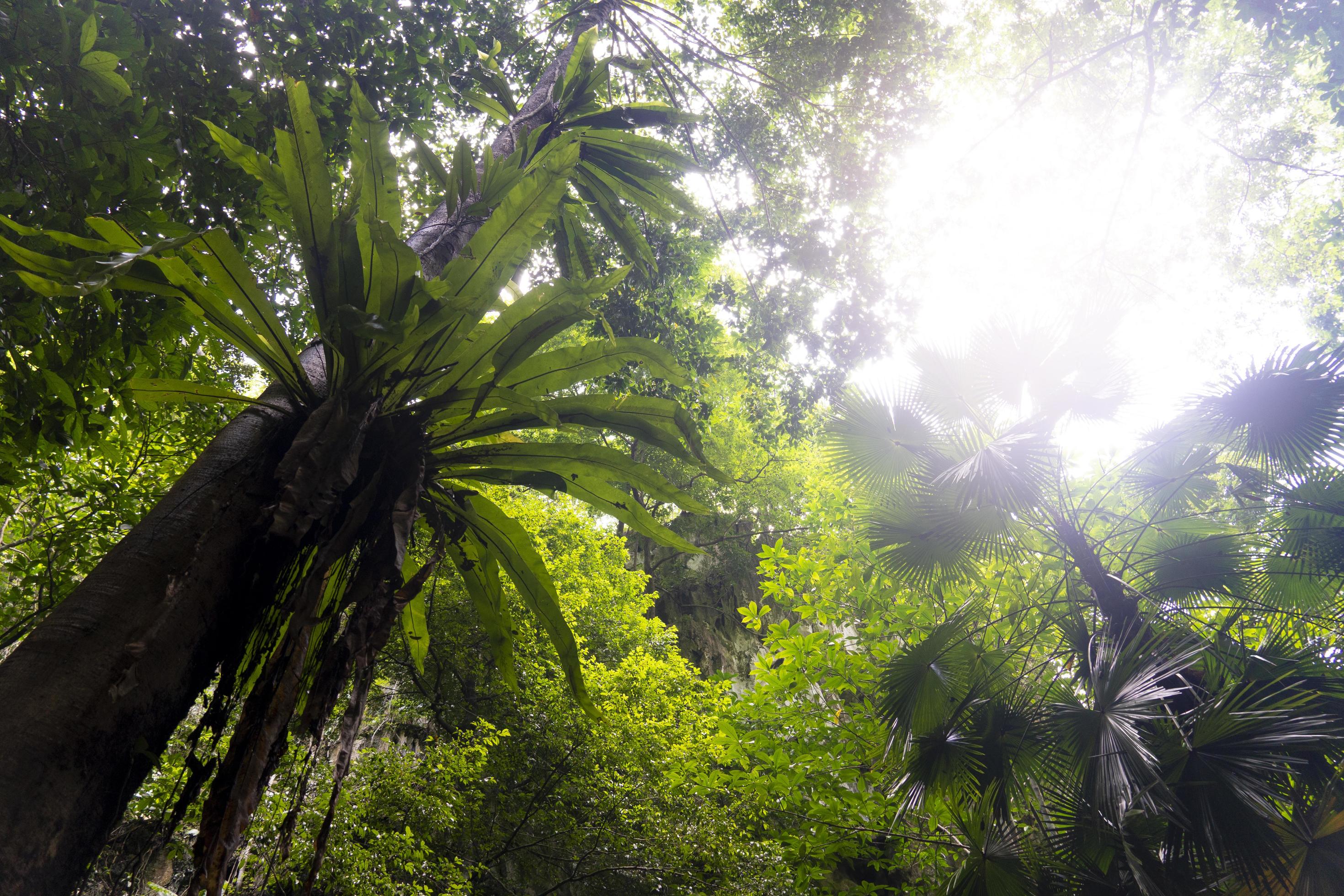 An upward view of trees cover the area in the forest. The moisture of nature in the deep forest. Stock Free