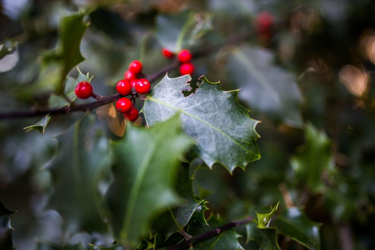 Seasonal Holly Plant Stock Free