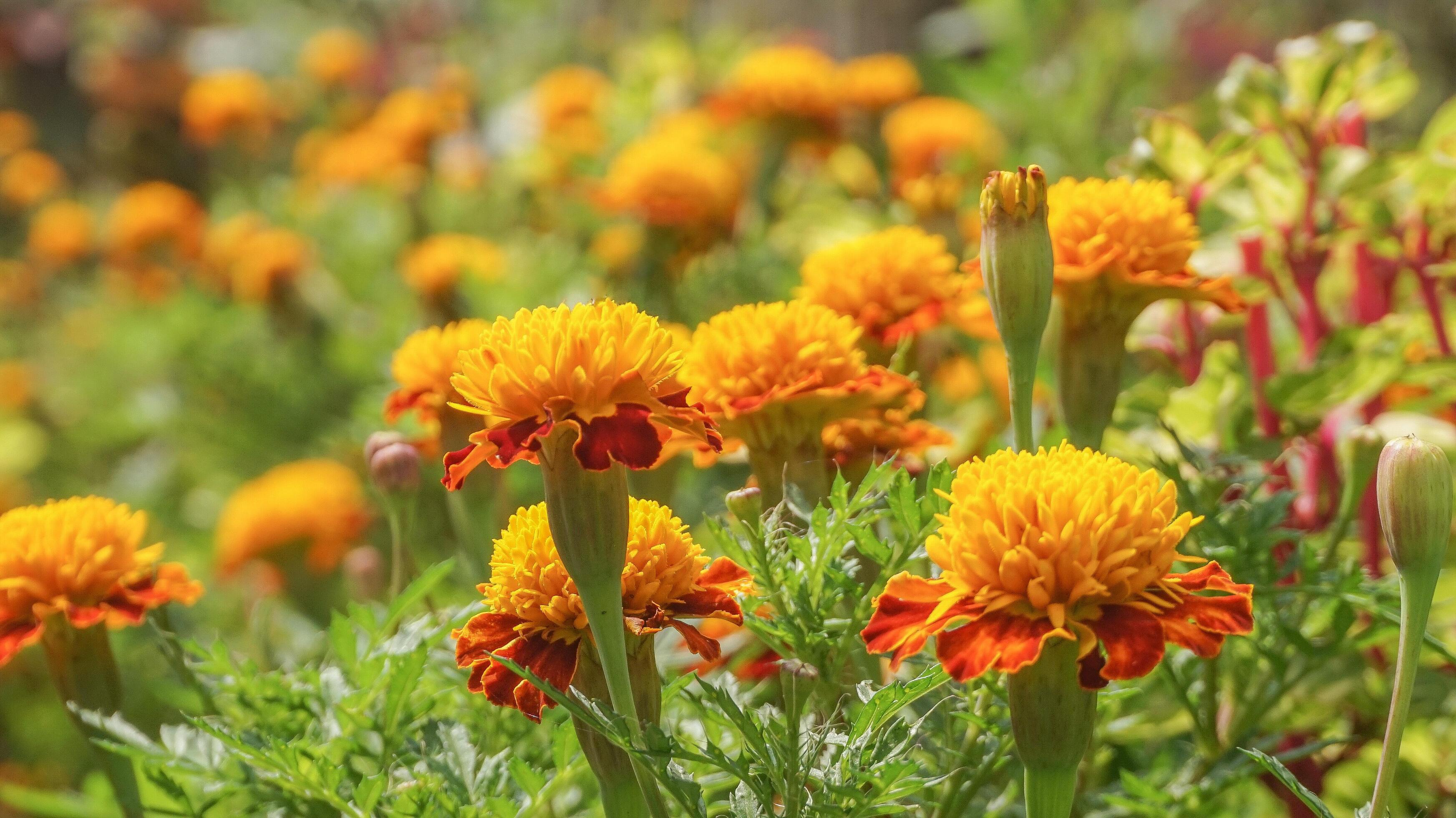 beautiful marigold flowers with nature background Stock Free