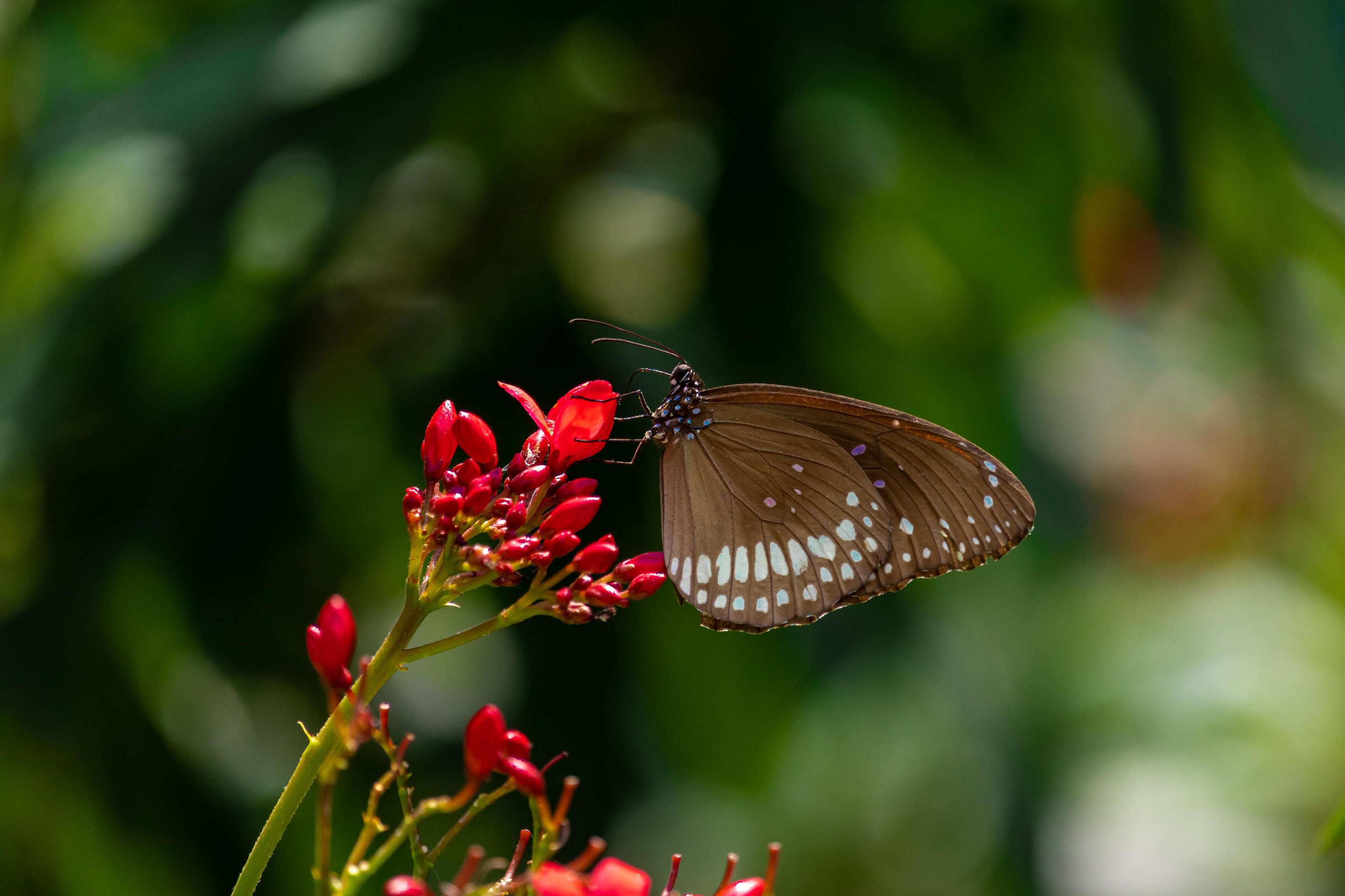 Beautiful Butterfly on Flower Stock Free