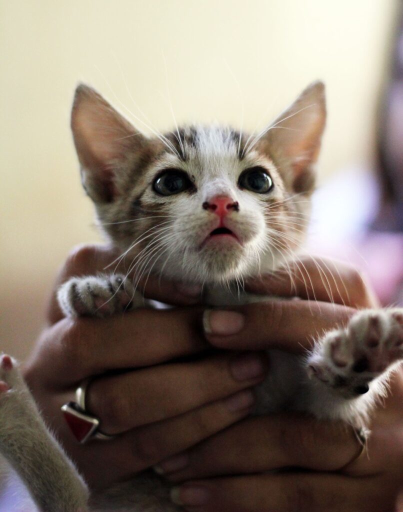 Kitten Cute In Hands Stock Free